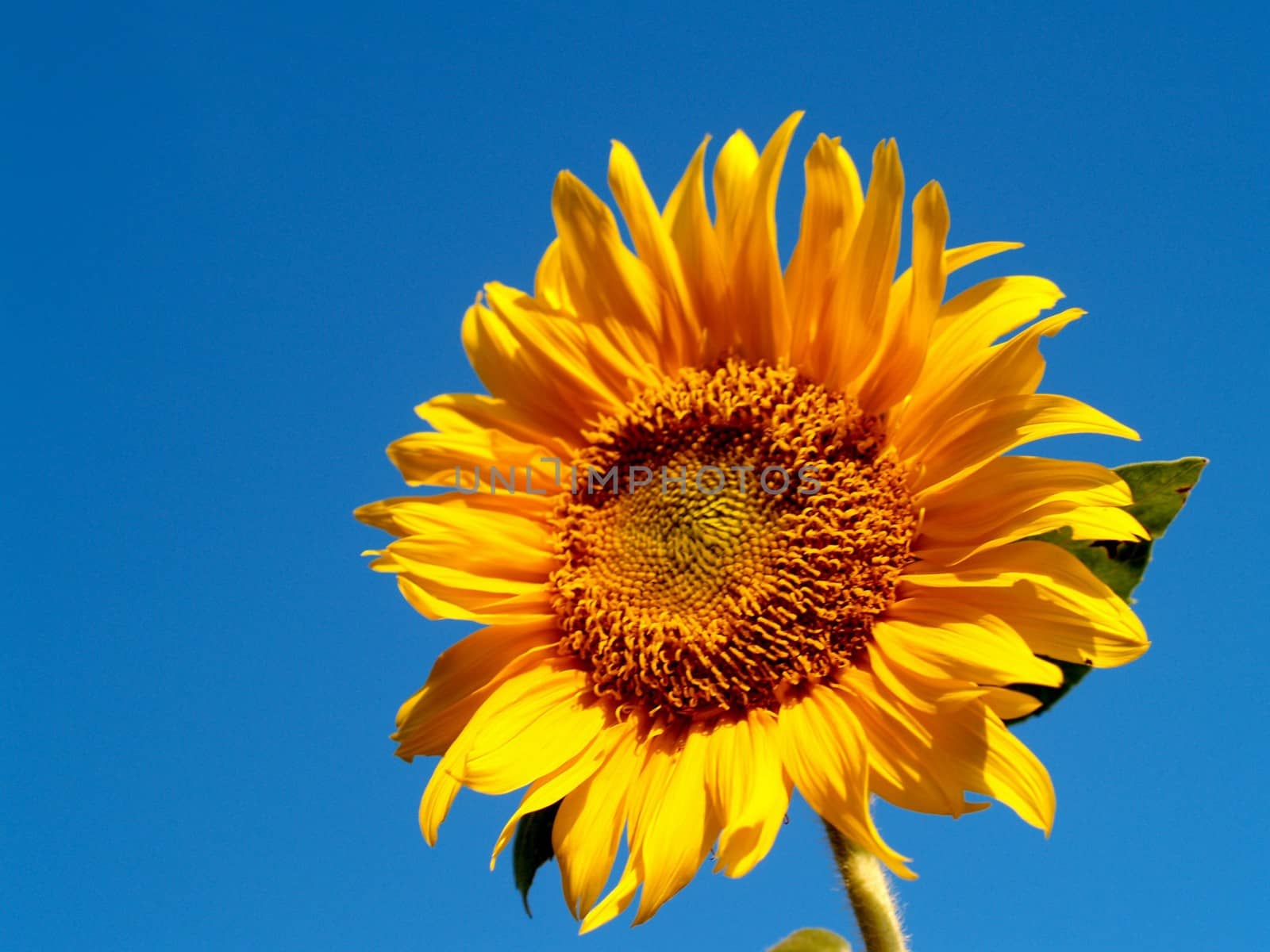 image  Sunflower field