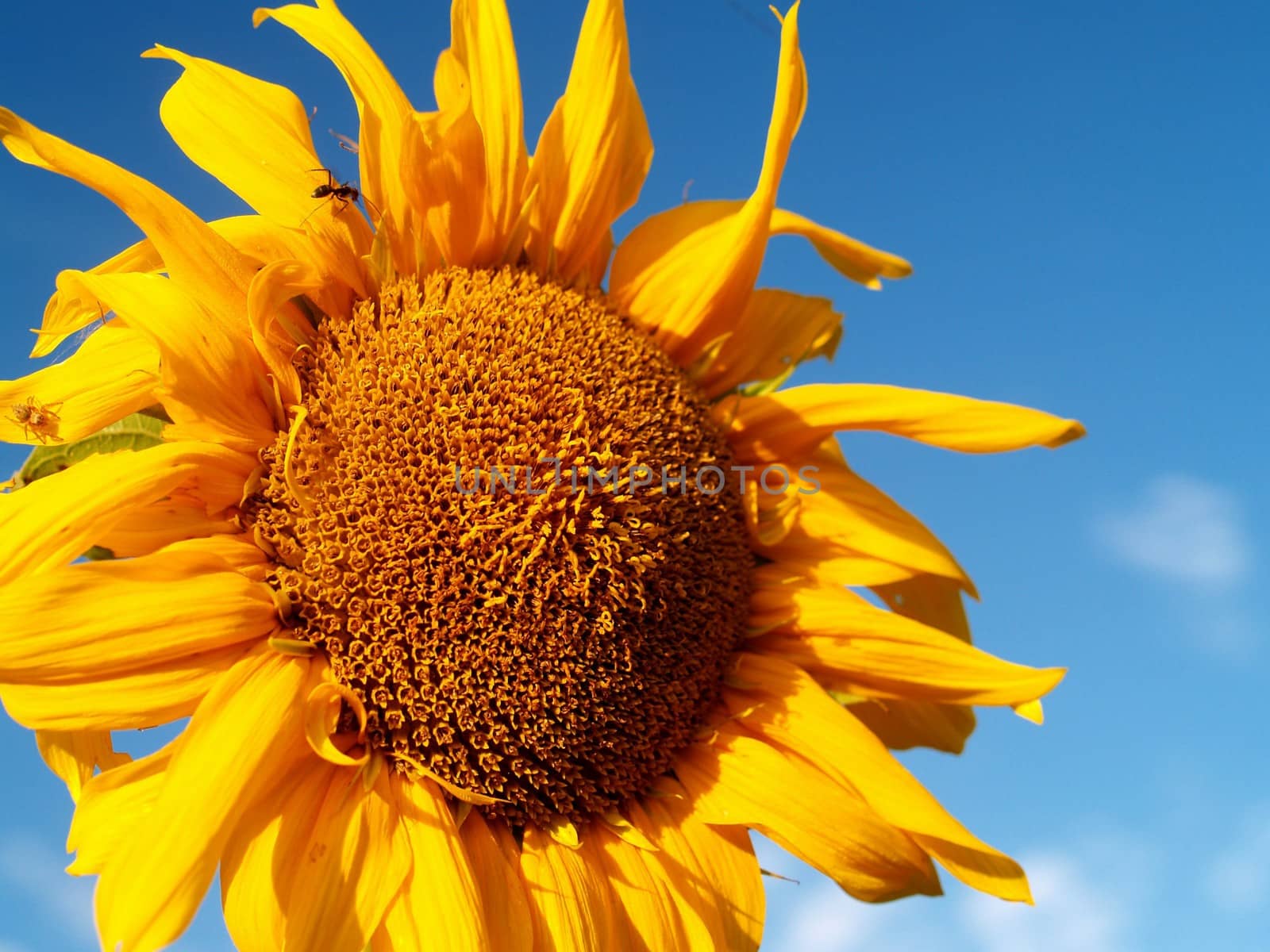 image  Sunflower field