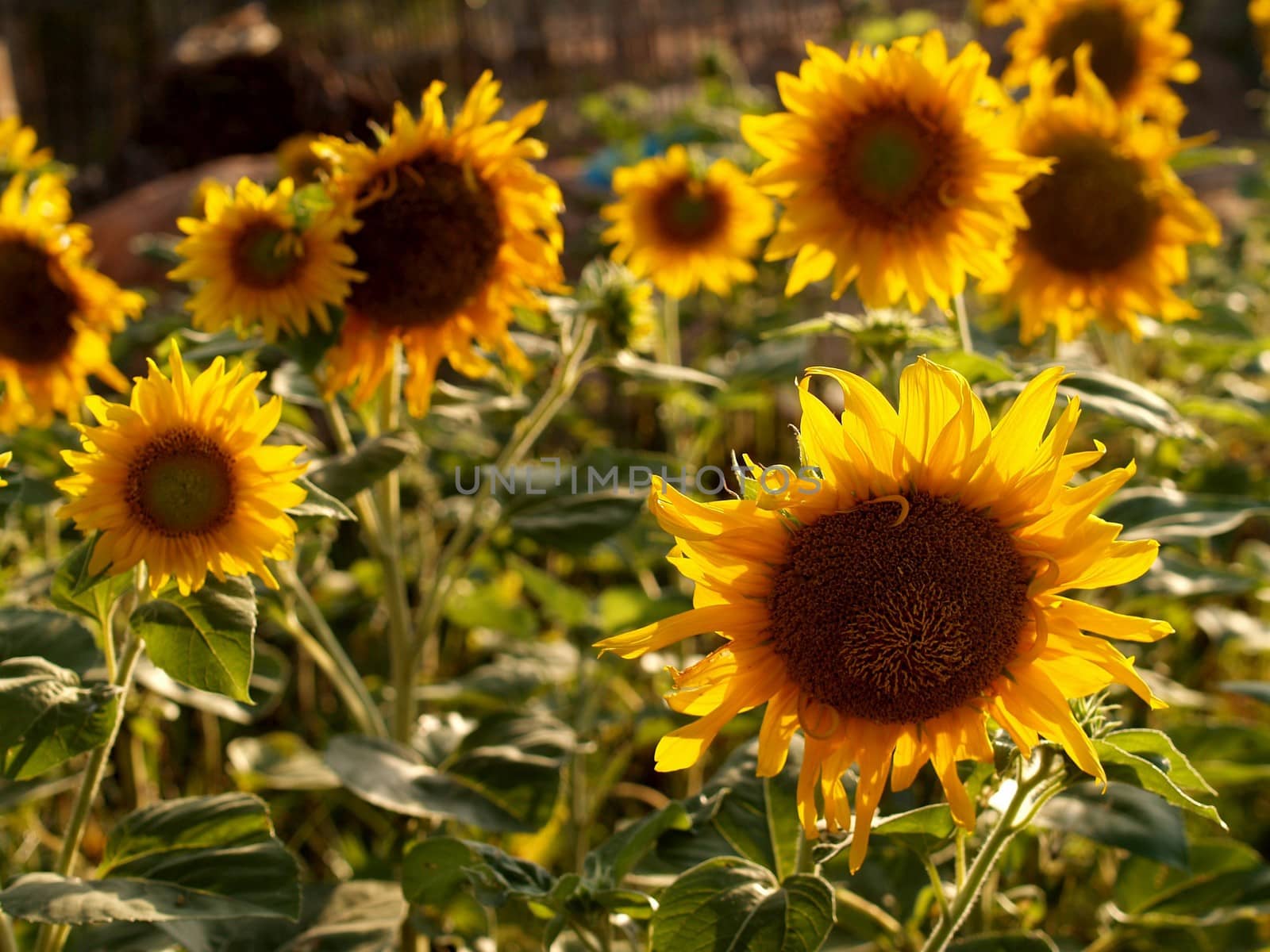 image  Sunflower field