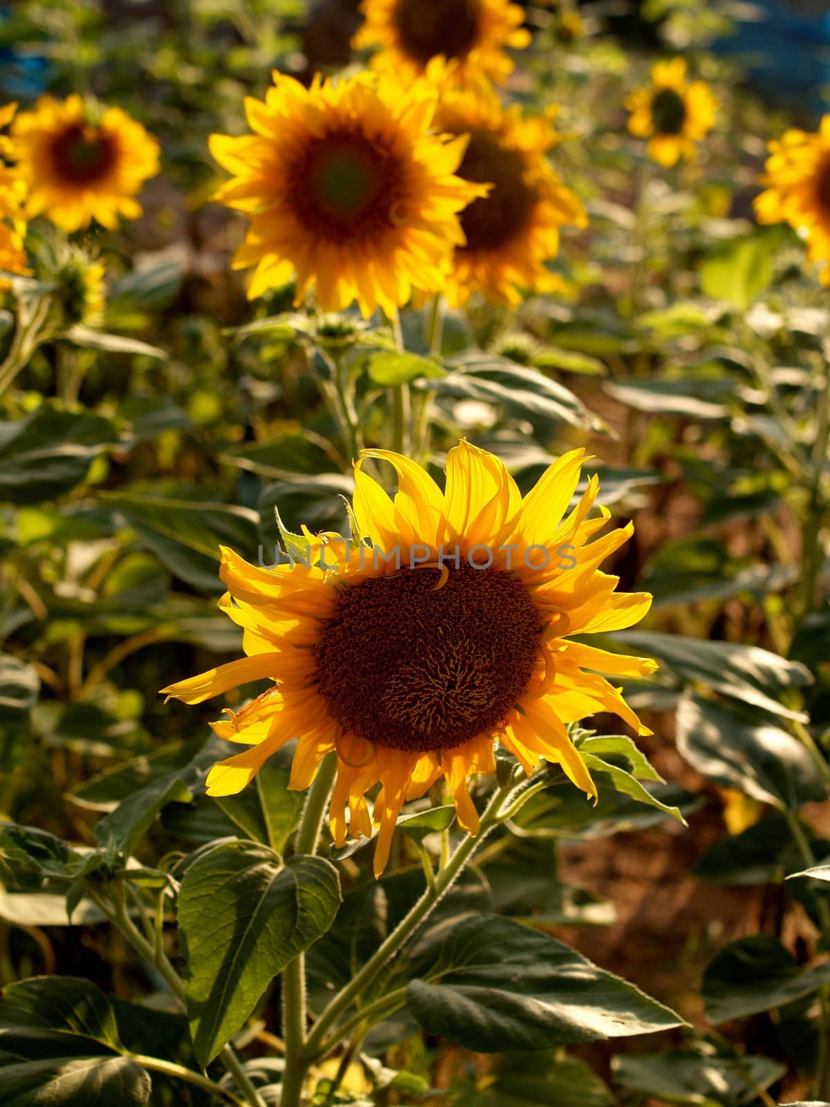 image  Sunflower field by kiddaikiddee