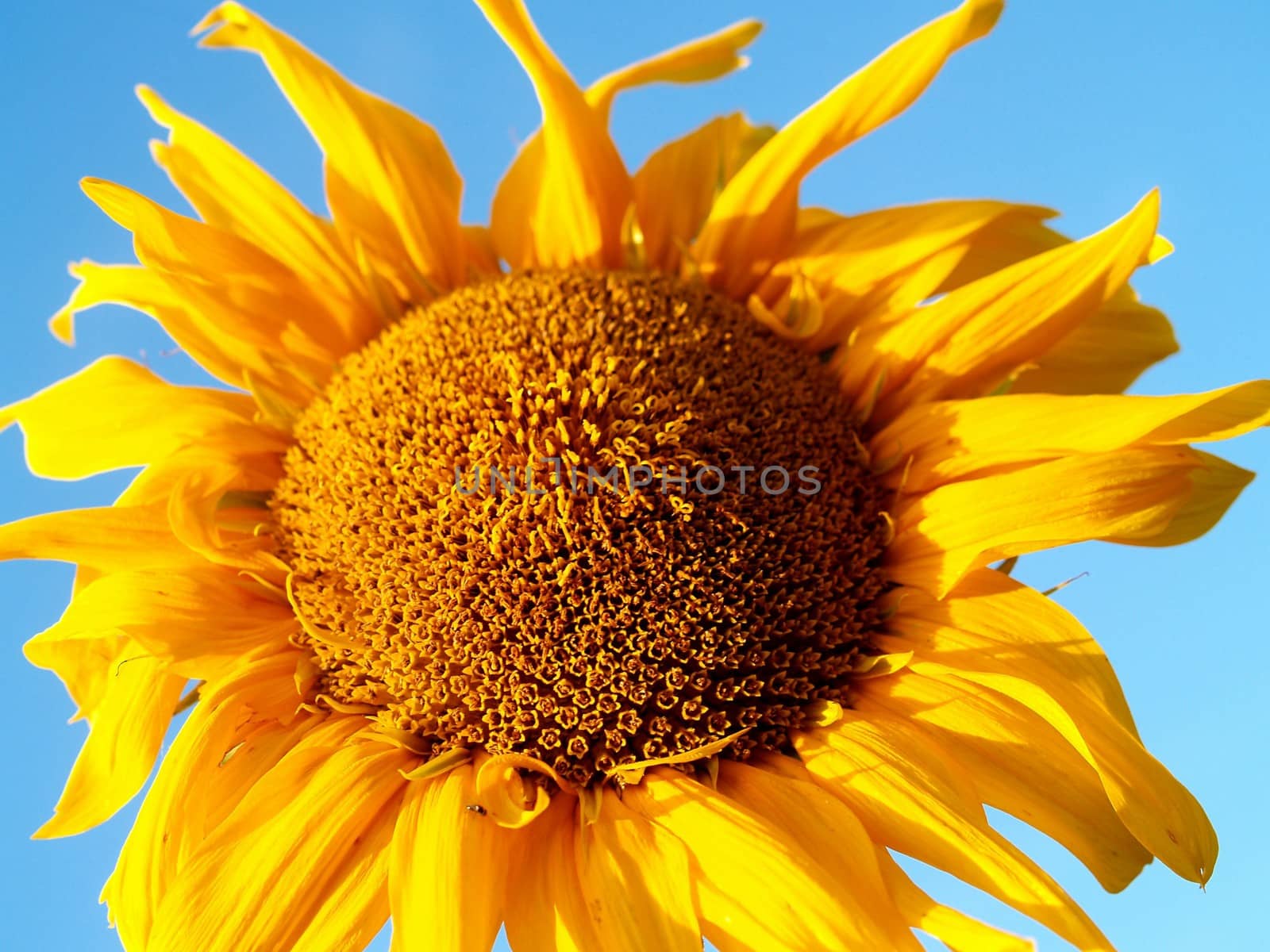 image  Sunflower field