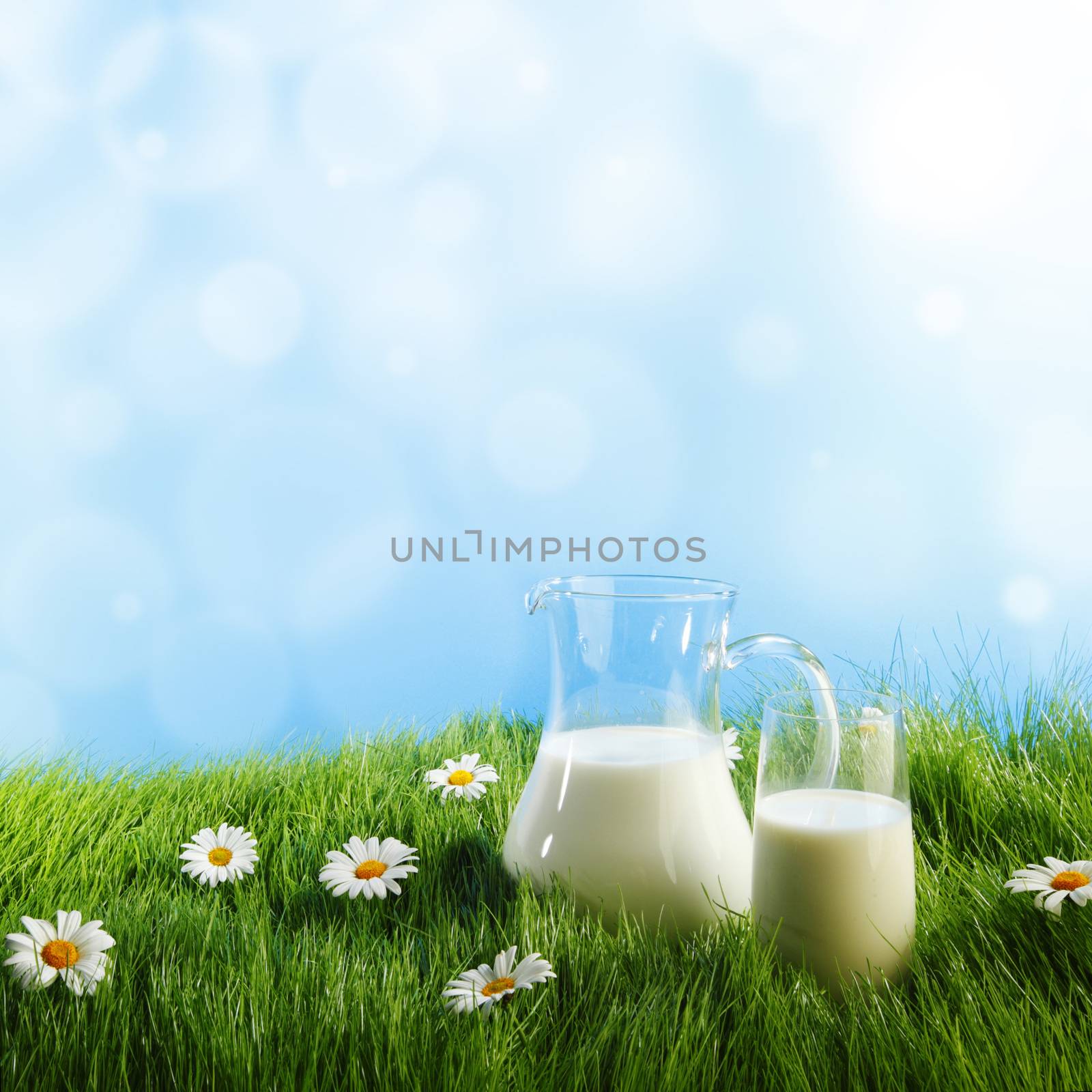 Milk jug and glass on the grass with chamomiles