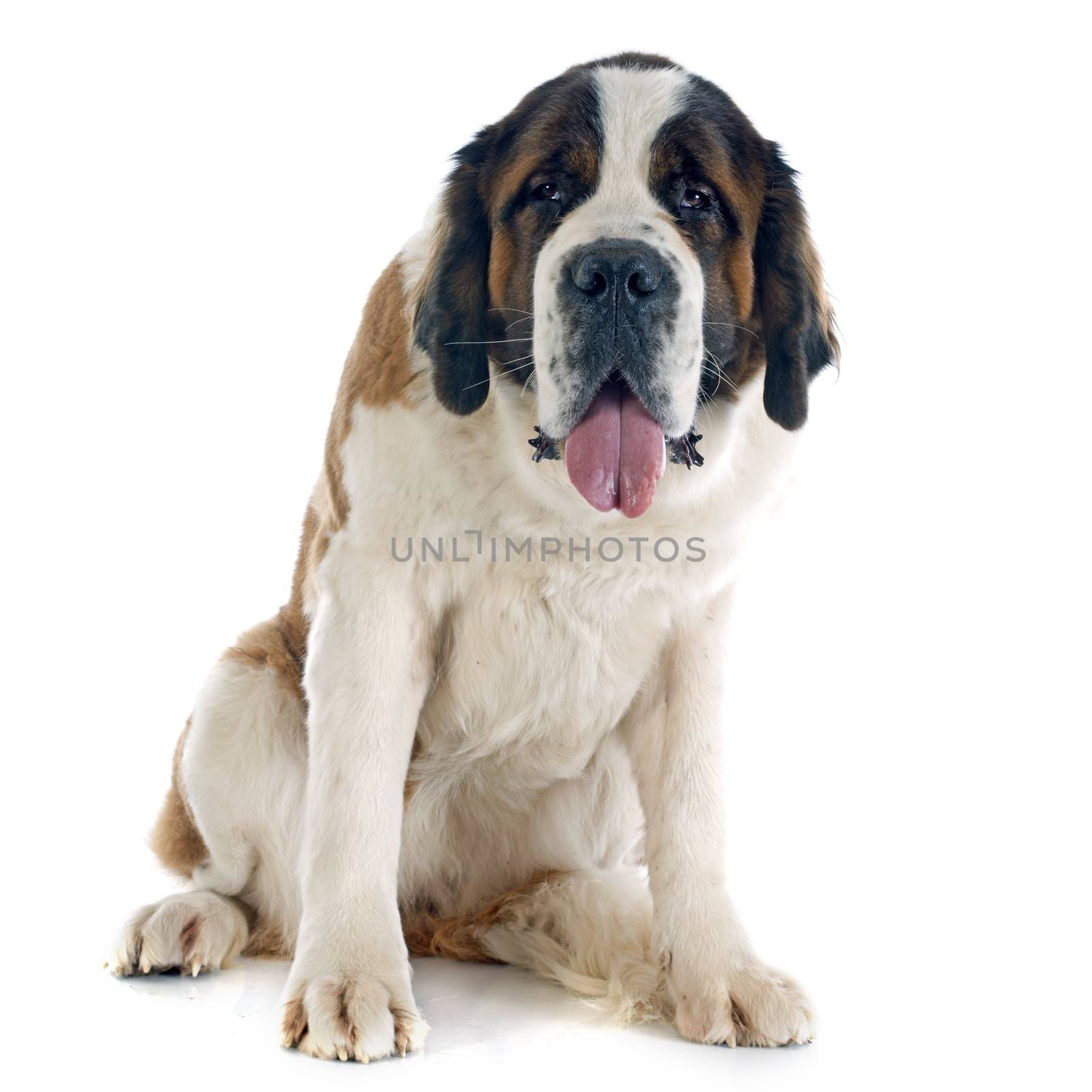 portrait of a purebred Saint Bernard in a studio