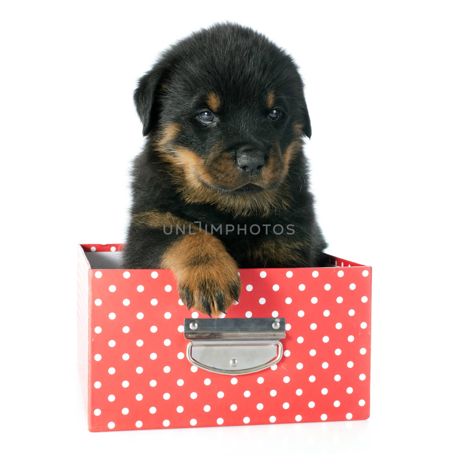 puppy rottweiler in front of white background