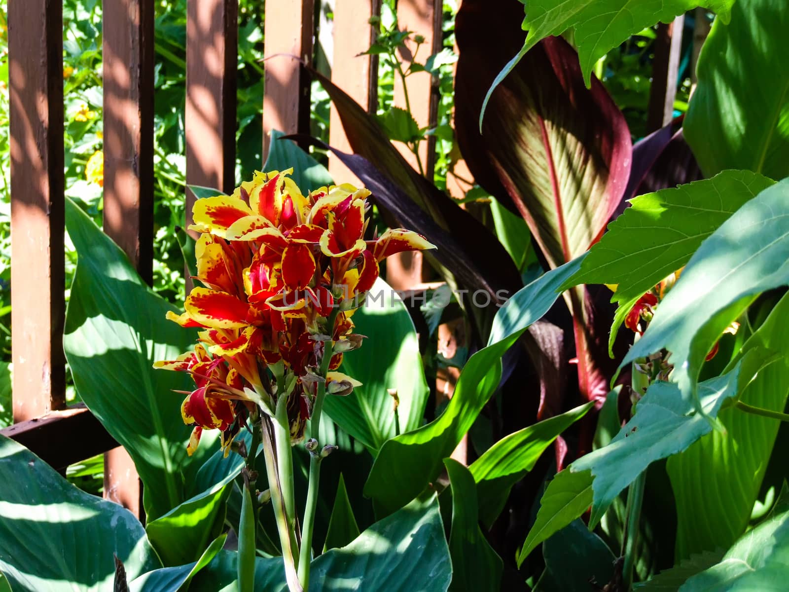 Images of flowers with vivid red and yellow colors