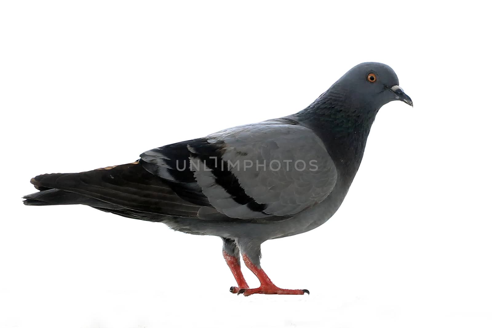 closeup of pigeon isolated on white background