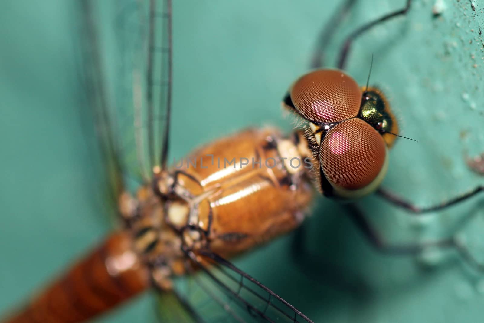 closeup of the beautiful dragonfly
