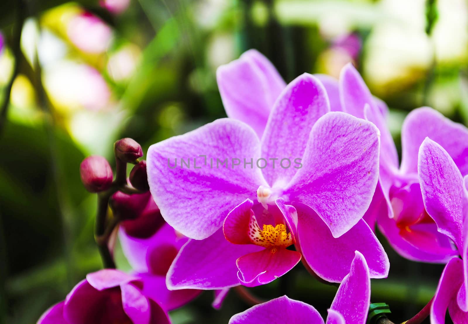 Beautiful purple orchid by jengit