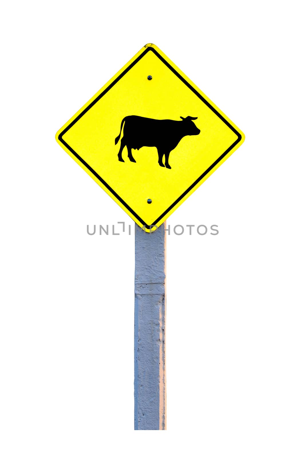 Cow warning sign isolated on white background