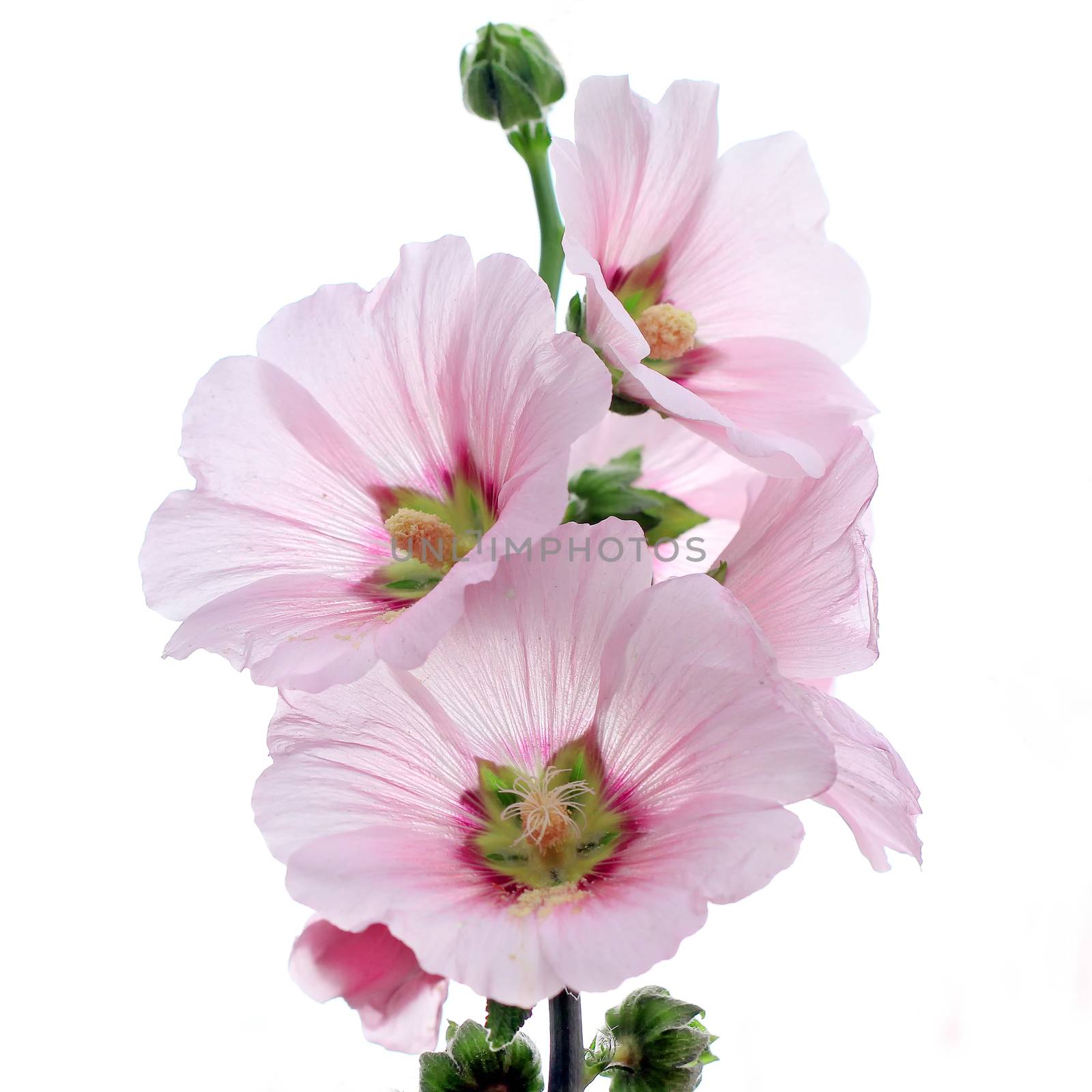 hollyhock flower isolated on white background