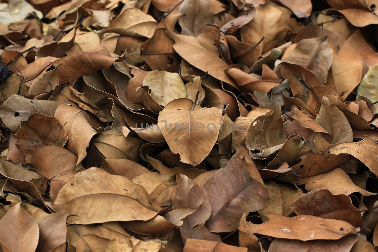 dry leaves background or texture