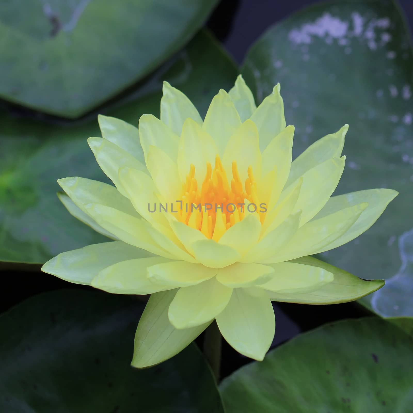 beautiful lotus flower in the pond