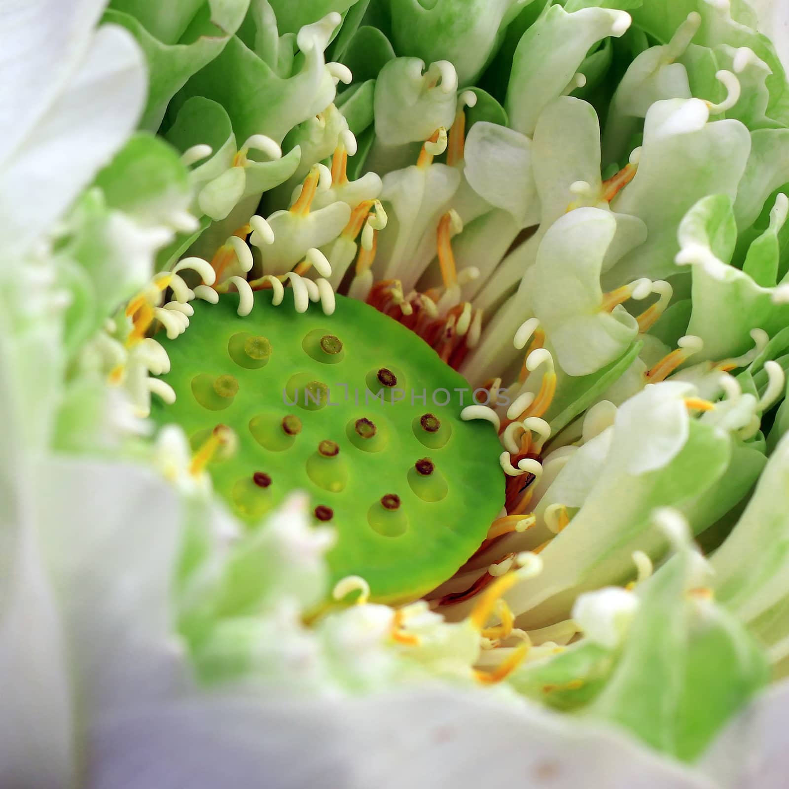 closeup of blooming lotus flower