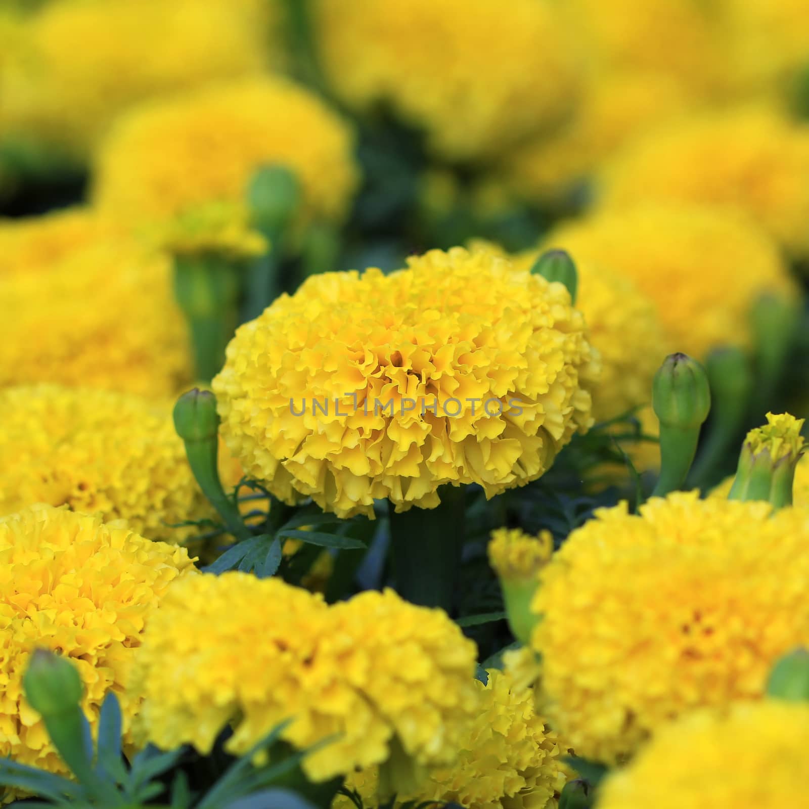 beautiful marigold in the garden
