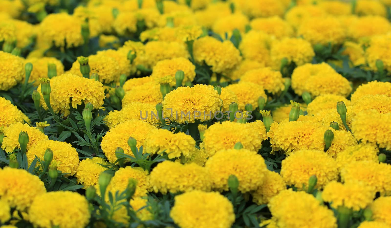 beautiful marigold in the garden