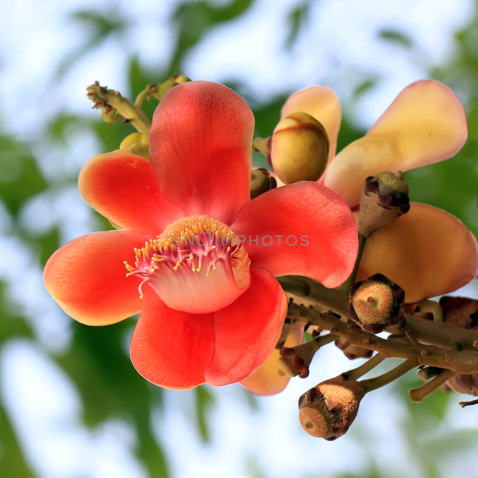 beautiful cannonball tree with nature background