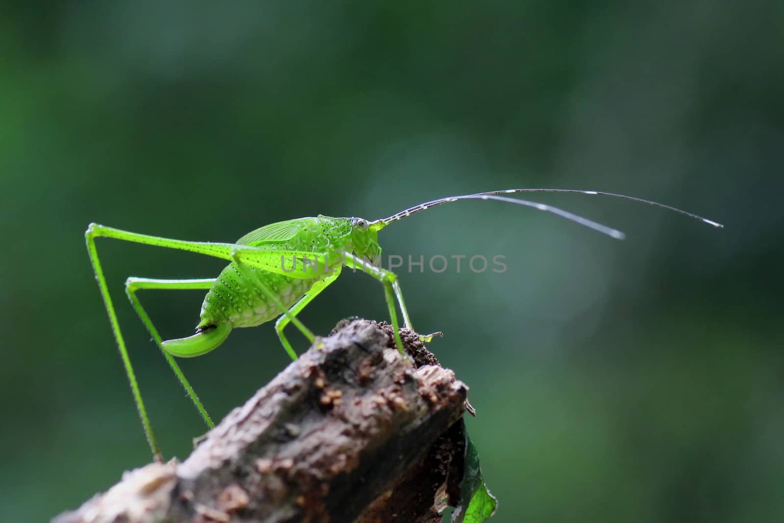 Grasshopper perching in the Natural