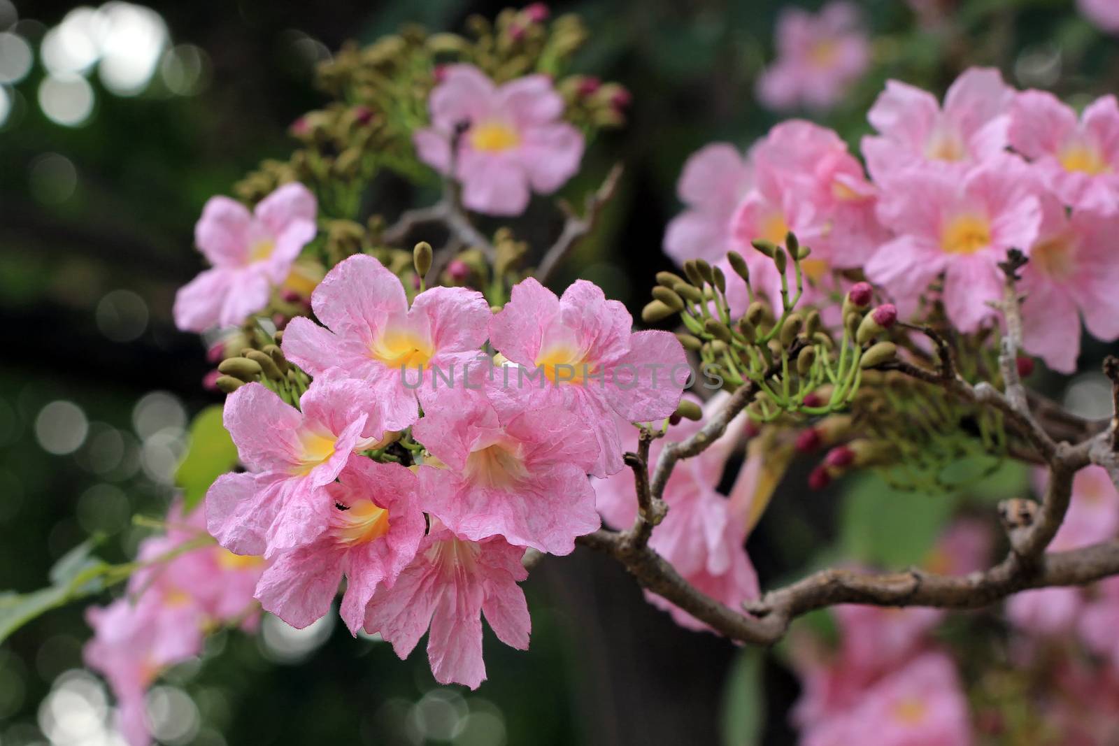 beautiful pink trumpet tree in park