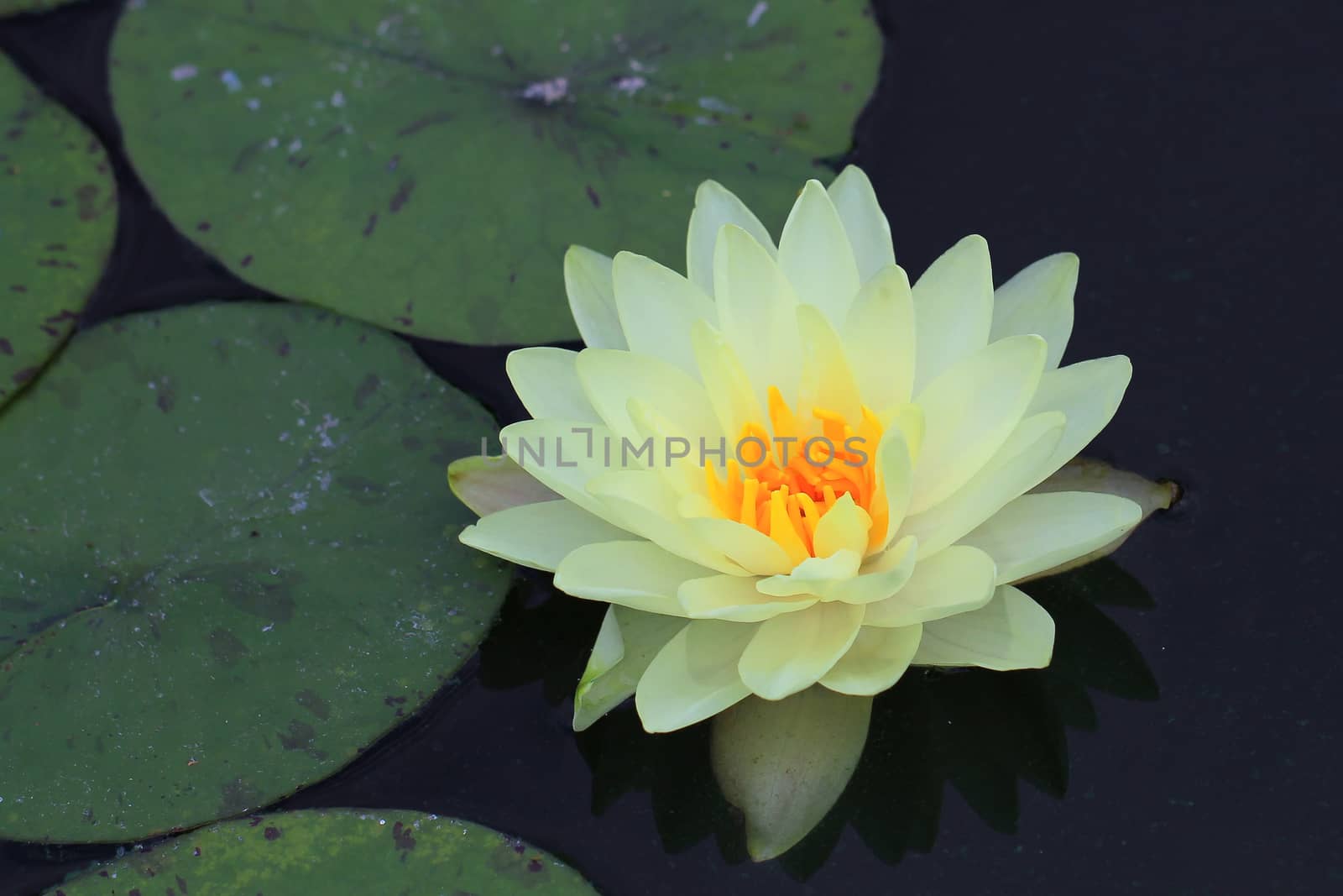 Beautiful lotus flower in the pond