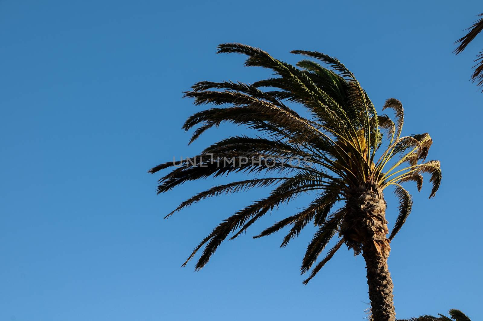 Palm Tree Blowing In The Wind Tenerife Canary Islands Spain