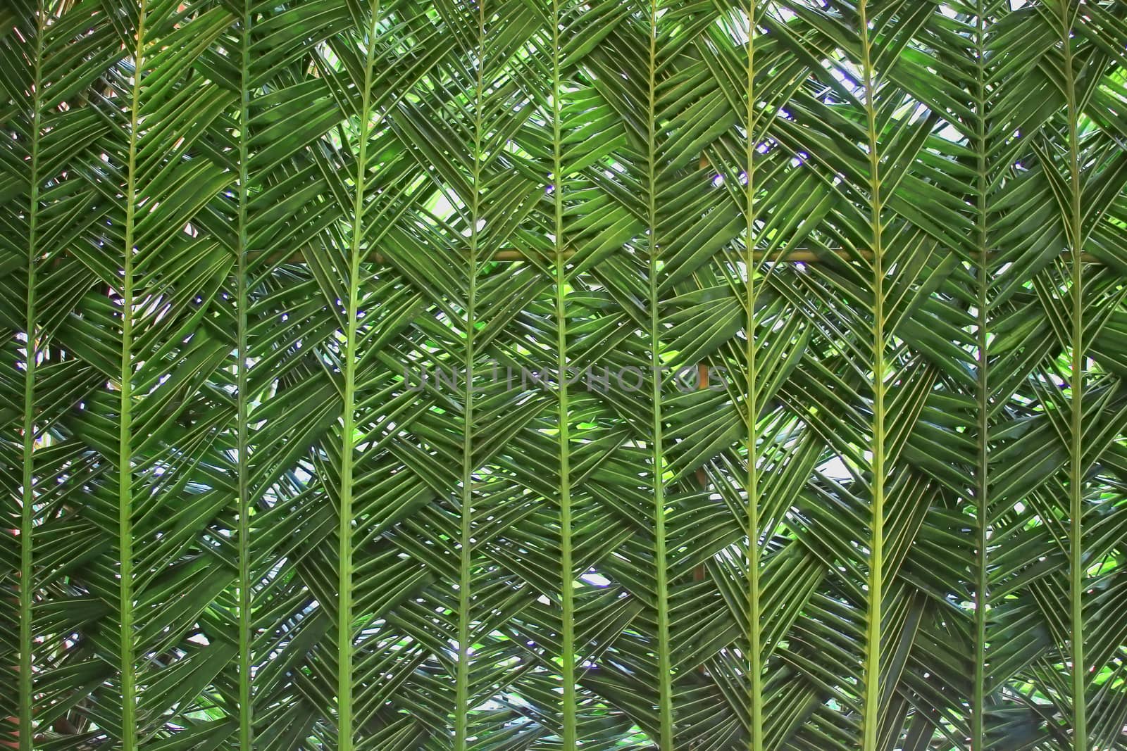 Woven palm leaf as pattern or background