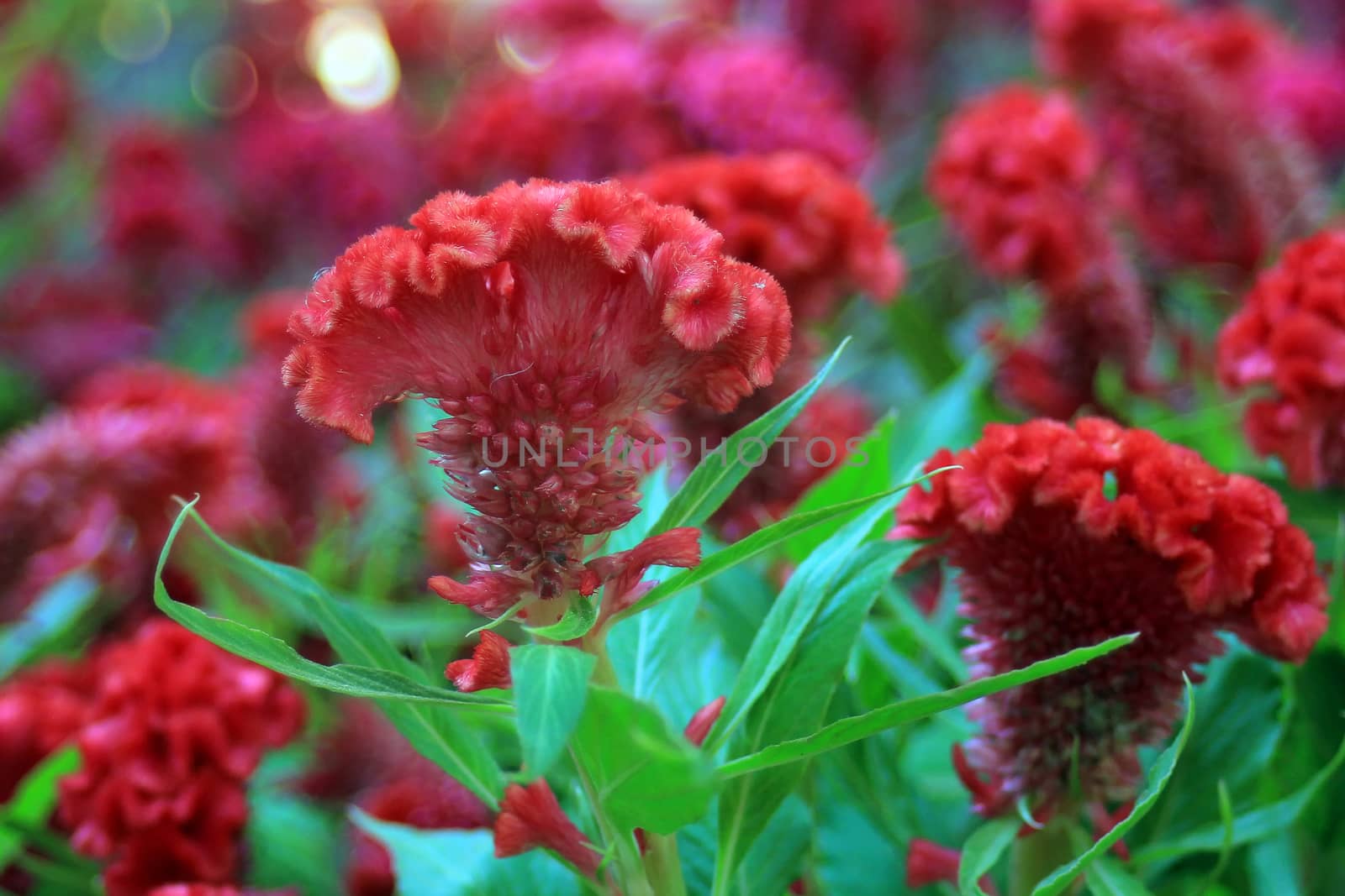 plumed cockscomb in the garden