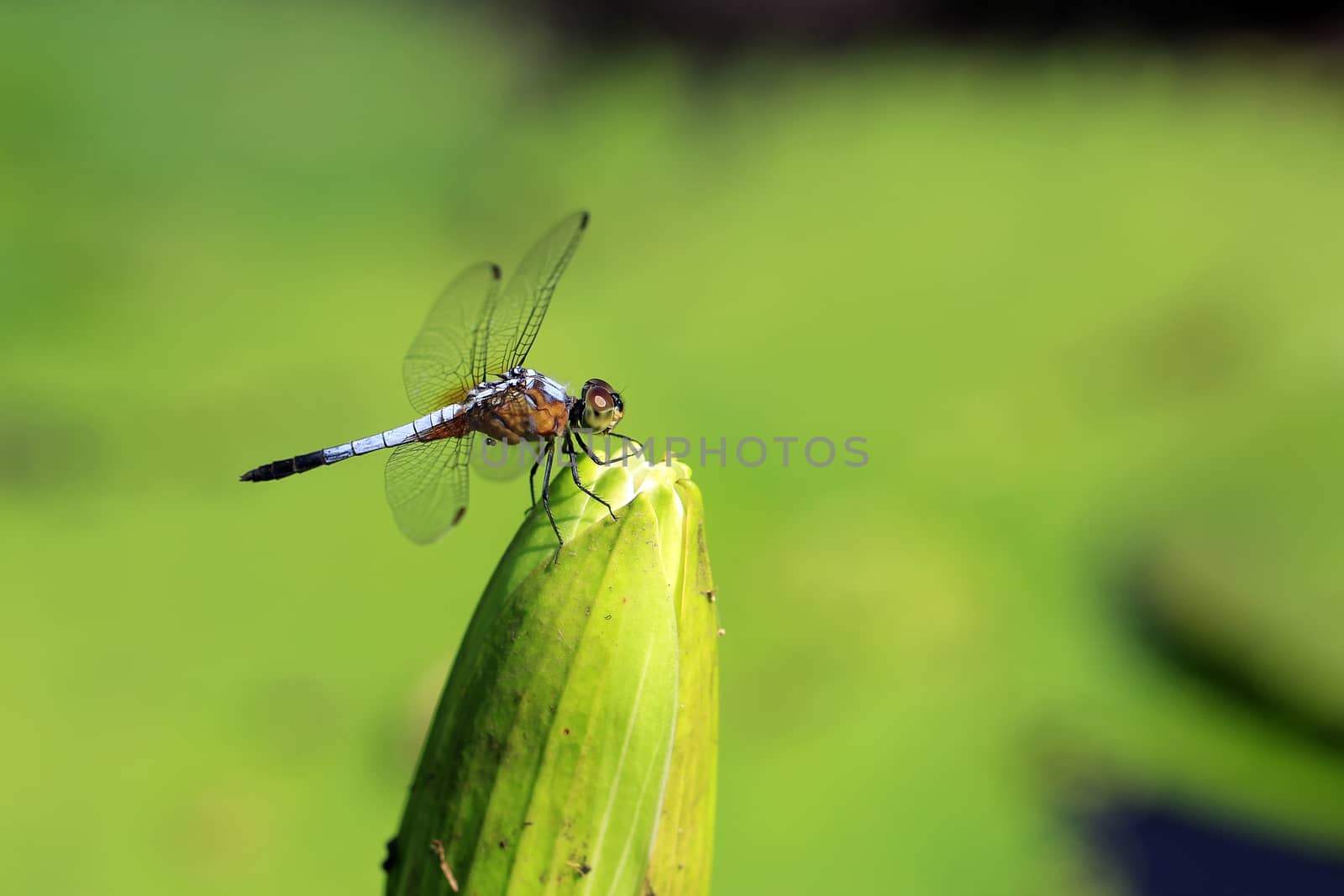 A dragonfly on beautiful lotus flower