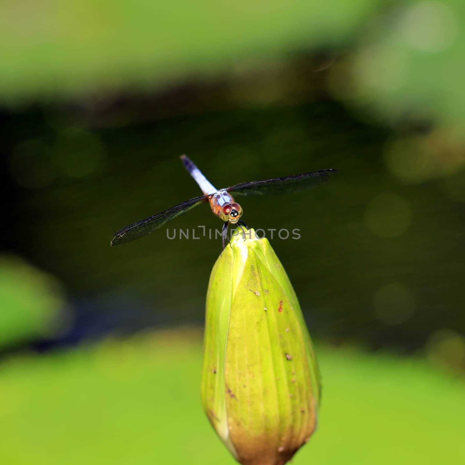A dragonfly on beautiful lotus flower