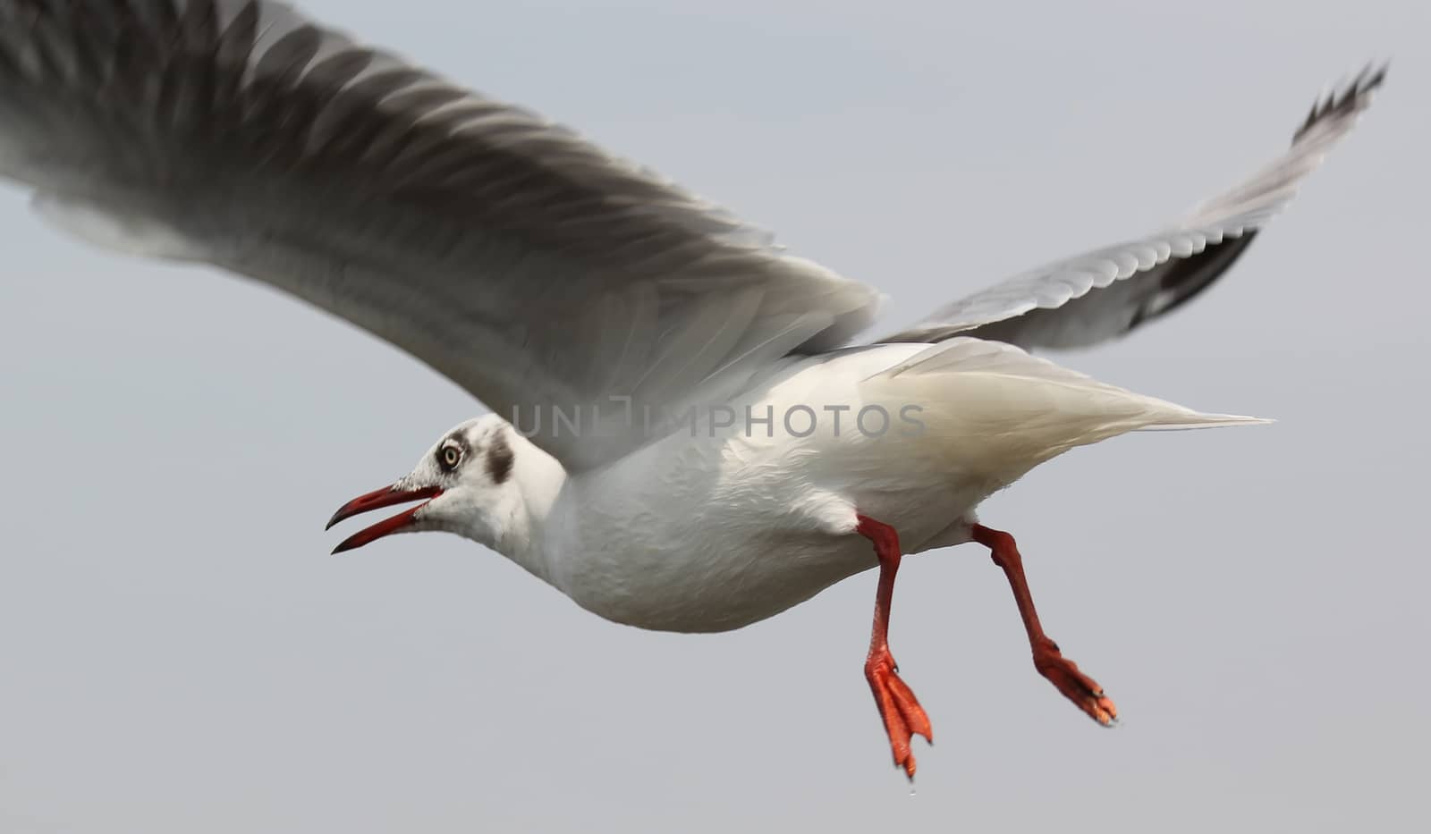 flying seagull on beautiful sky background