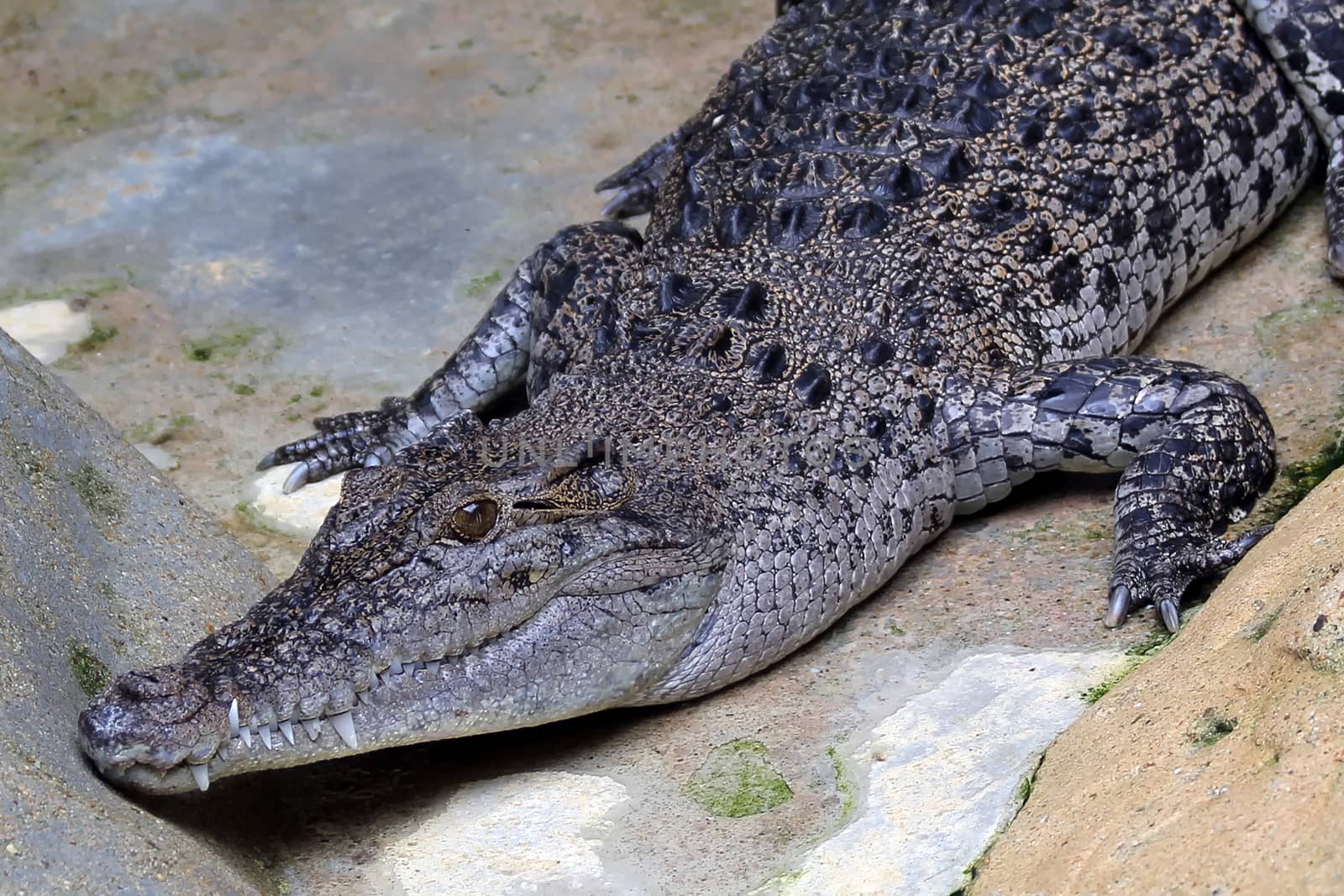 crocodile or alligator in the zoo