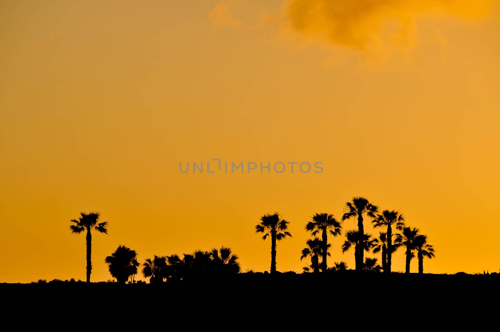 Palm Sunset by underworld