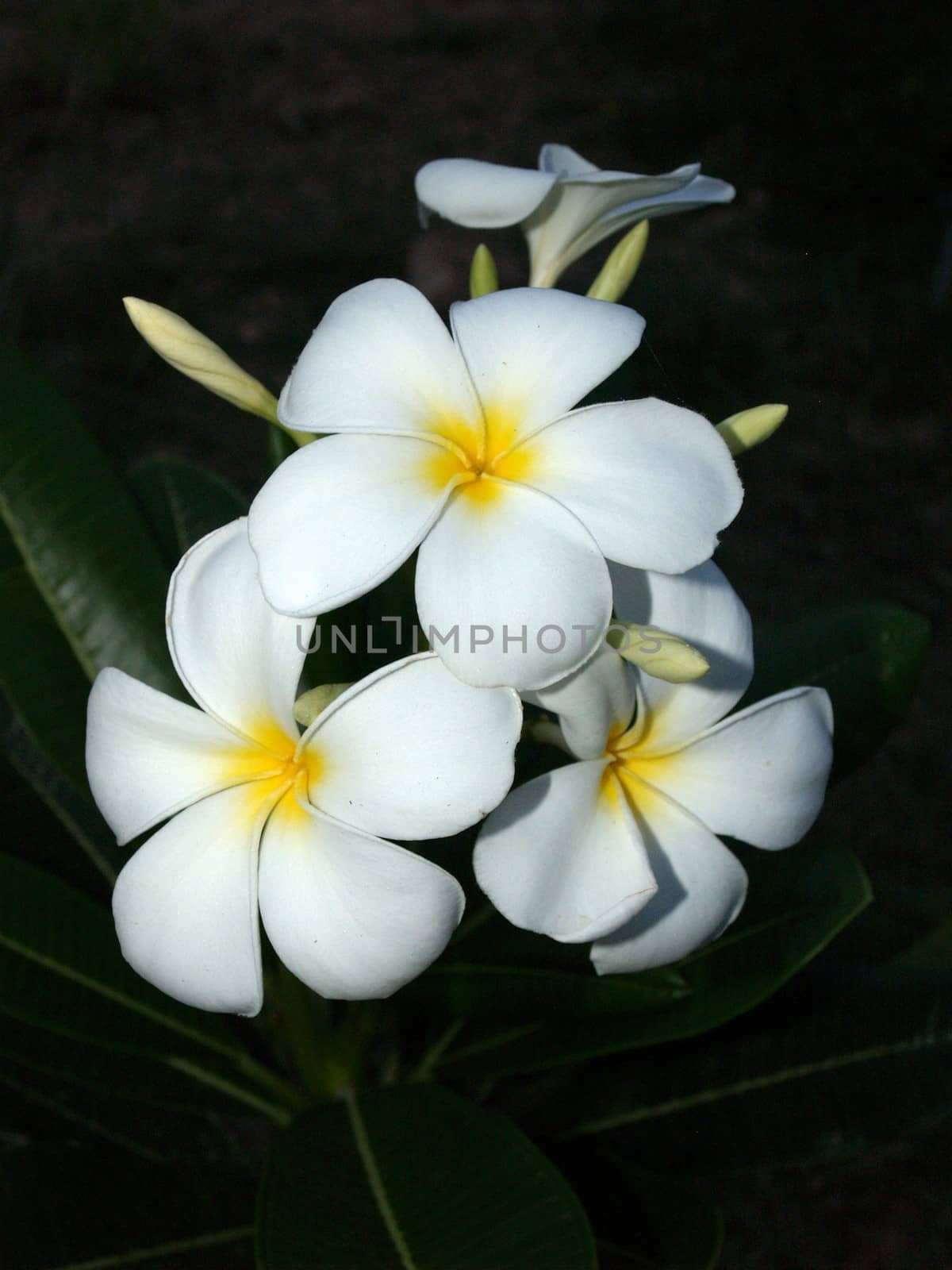 the Selection of Various Colorful  Flower in nature