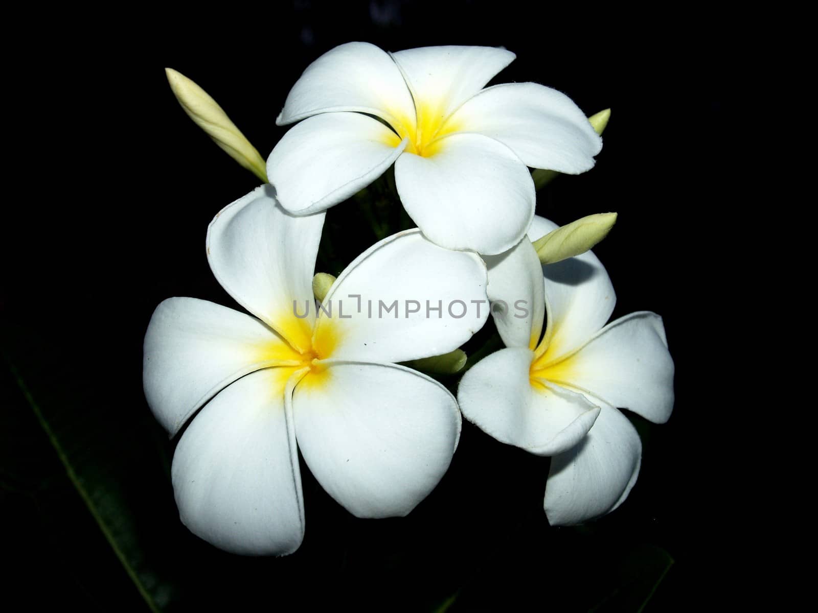 the Selection of Various Colorful  Flower in nature