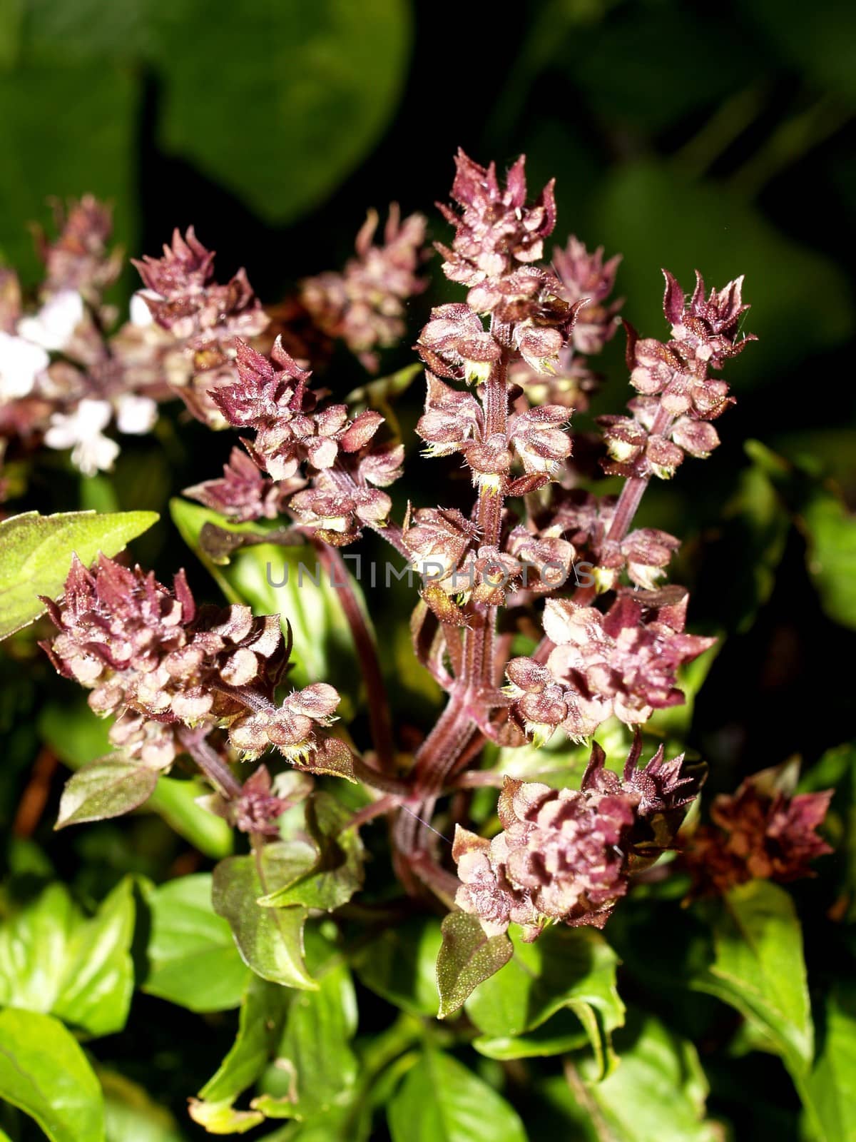 the Selection of Various Colorful  Flower in nature