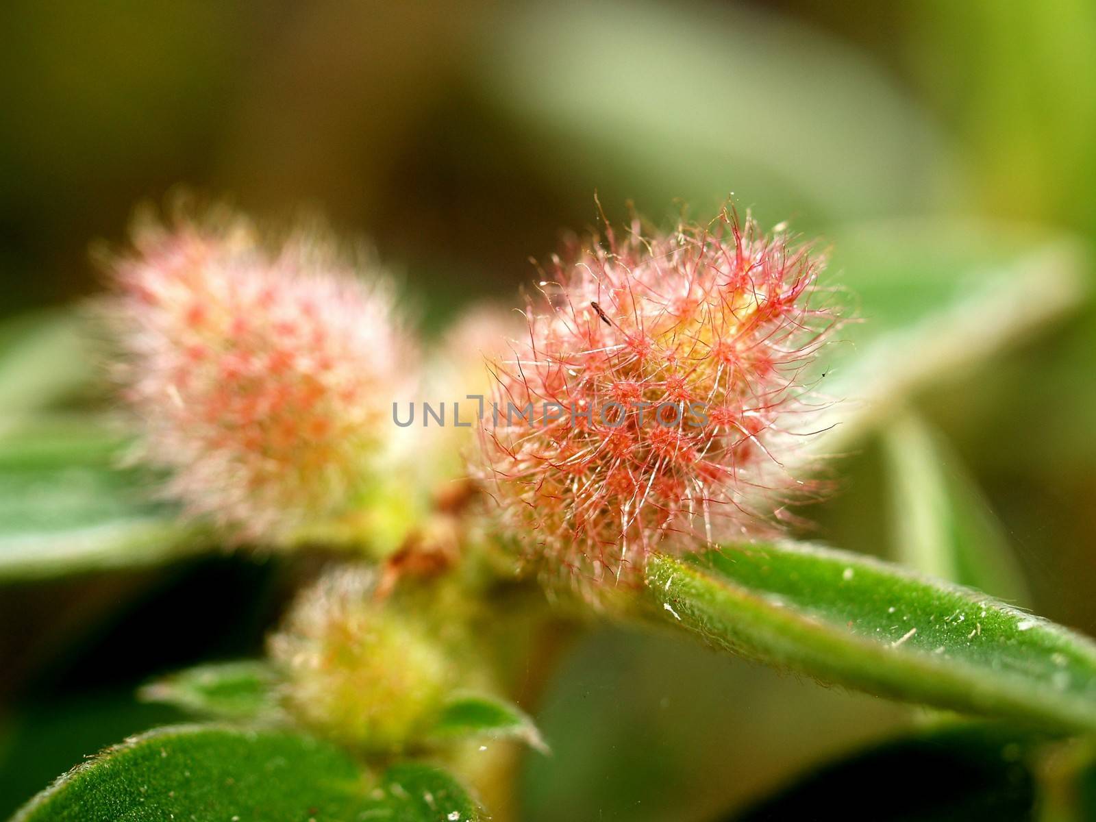 the Selection of Various Colorful  Flower in nature