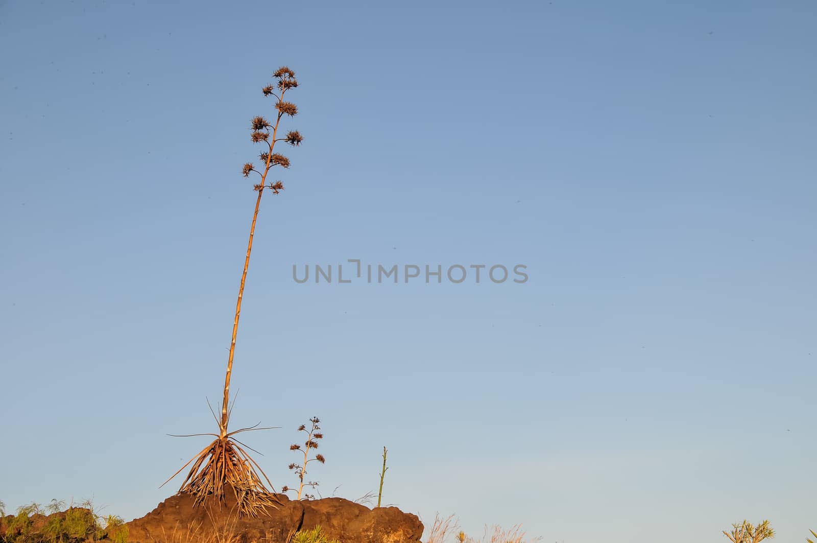 Green Agave Flowers by underworld