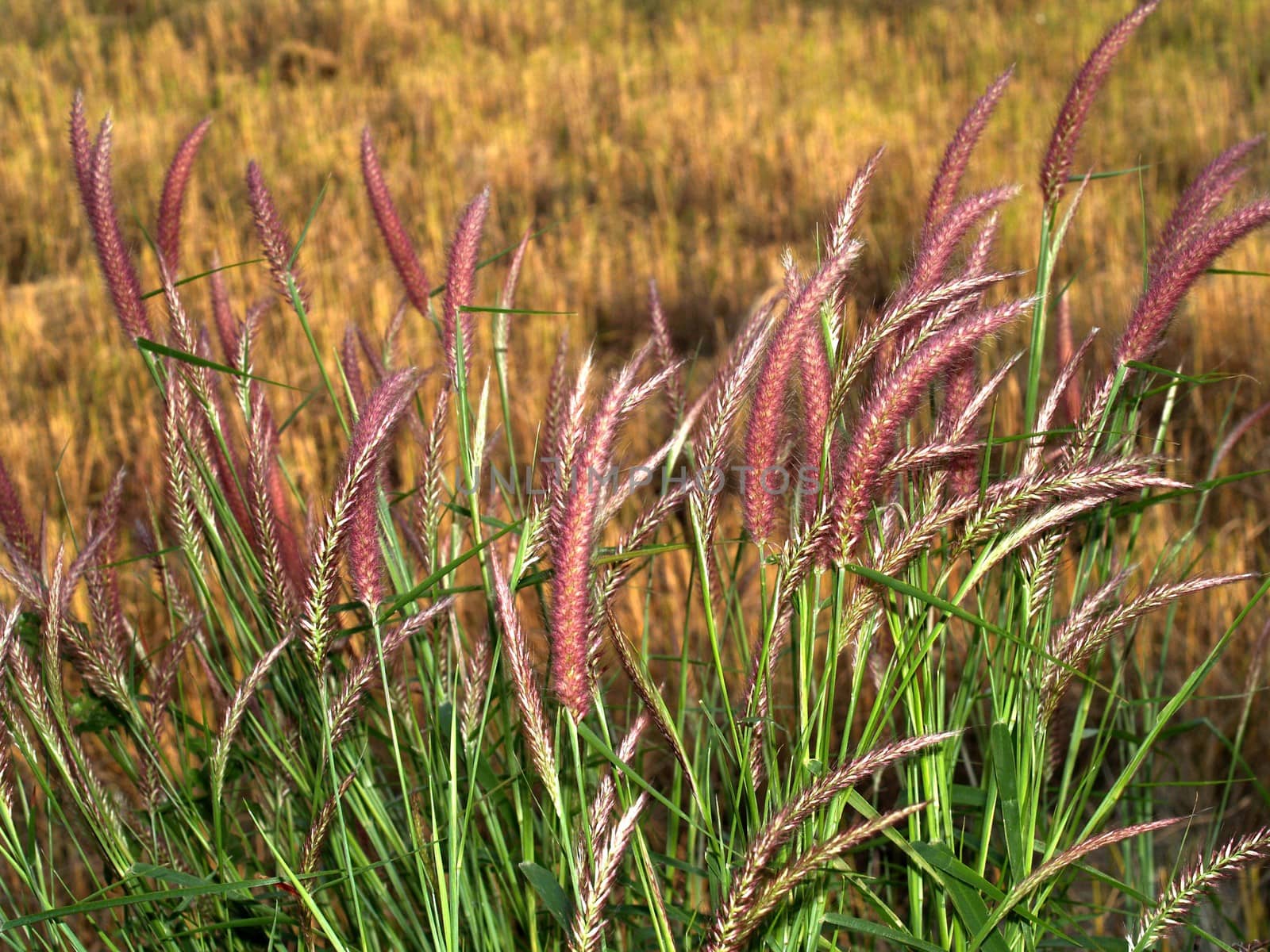 the Selection of Various Colorful  Flower in nature