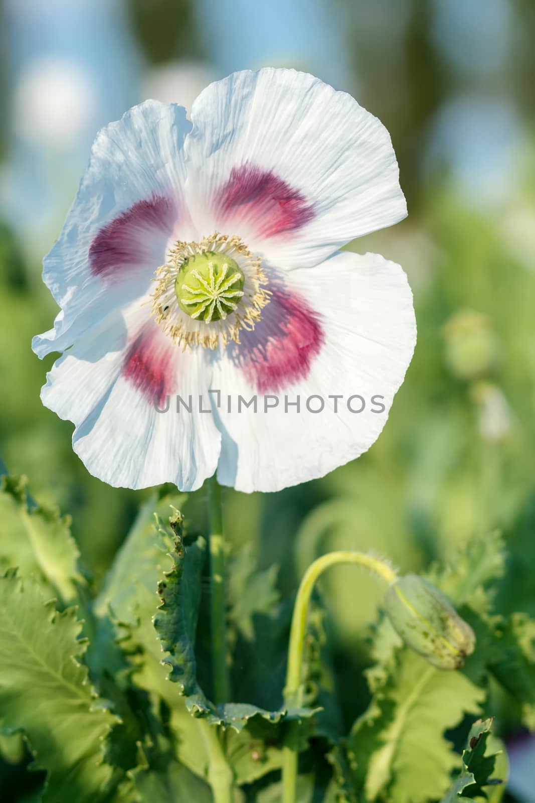 agriculture poppy field against blue sky with detail of bloom