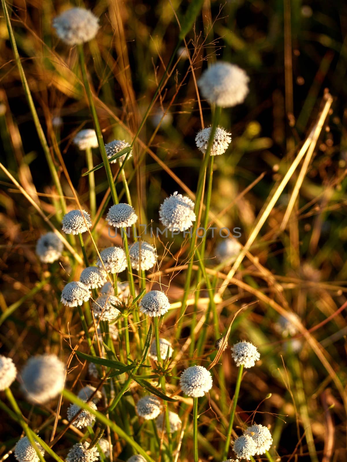 the Selection of Various Colorful  Flower in nature by kiddaikiddee