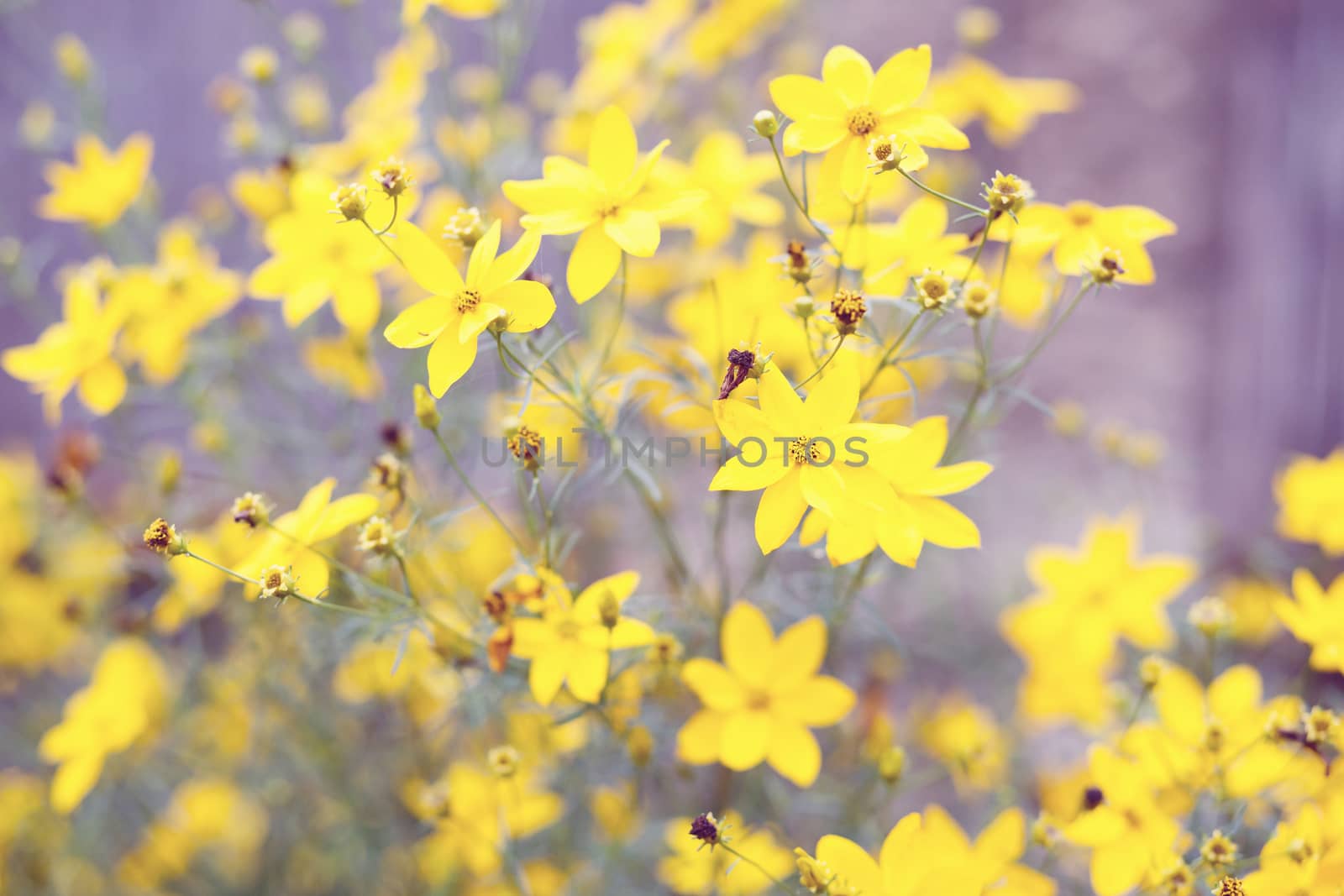 spring flower in garden with shallow focus and space for text in pastel retro colors