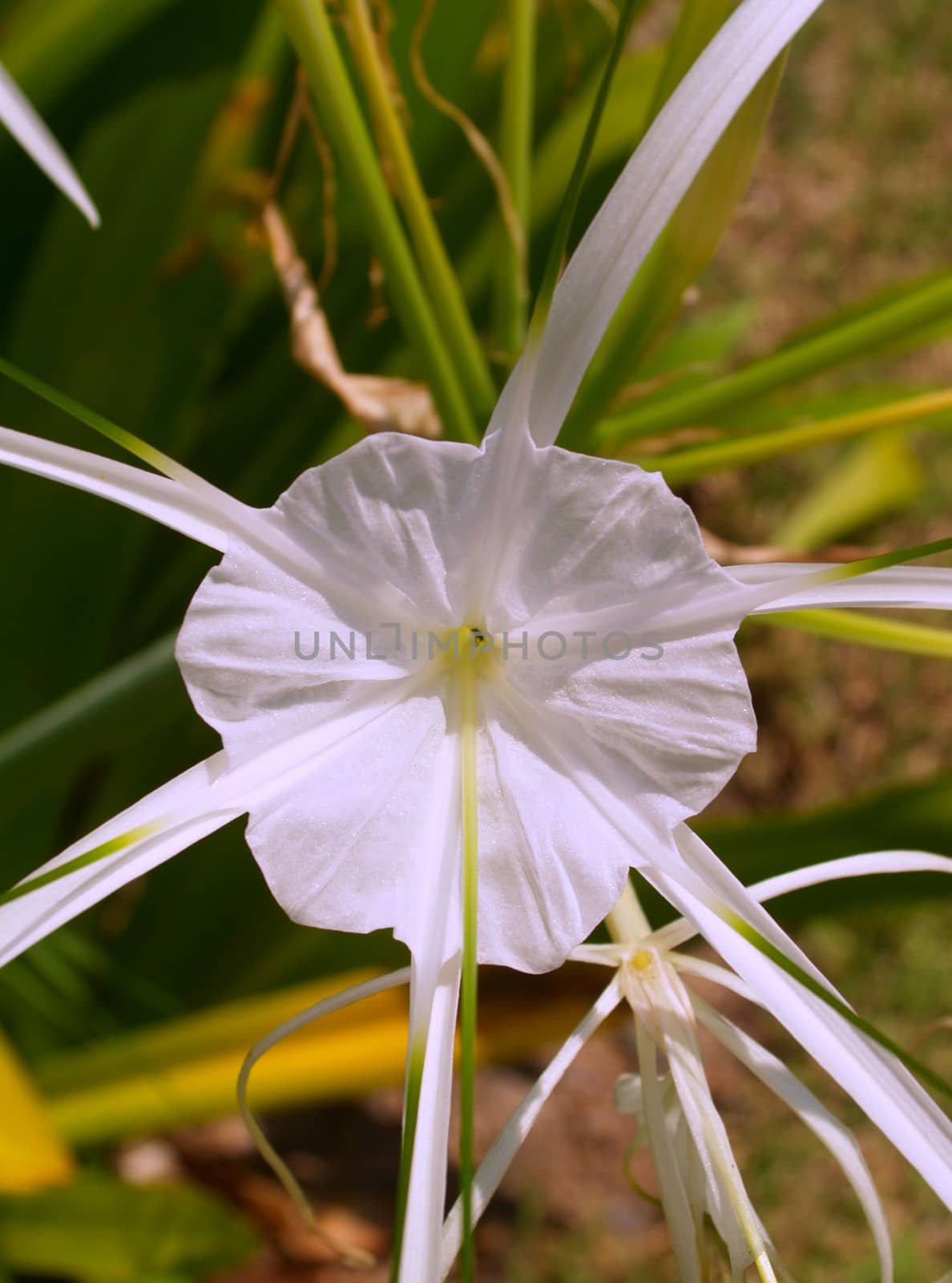 the Selection of Various Colorful  Flower in nature