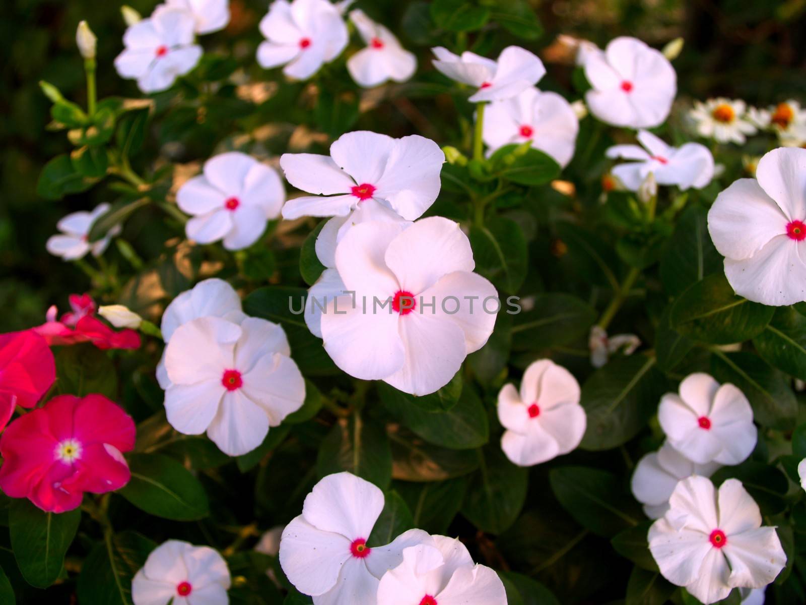 the Selection of Various Colorful  Flower in nature by kiddaikiddee