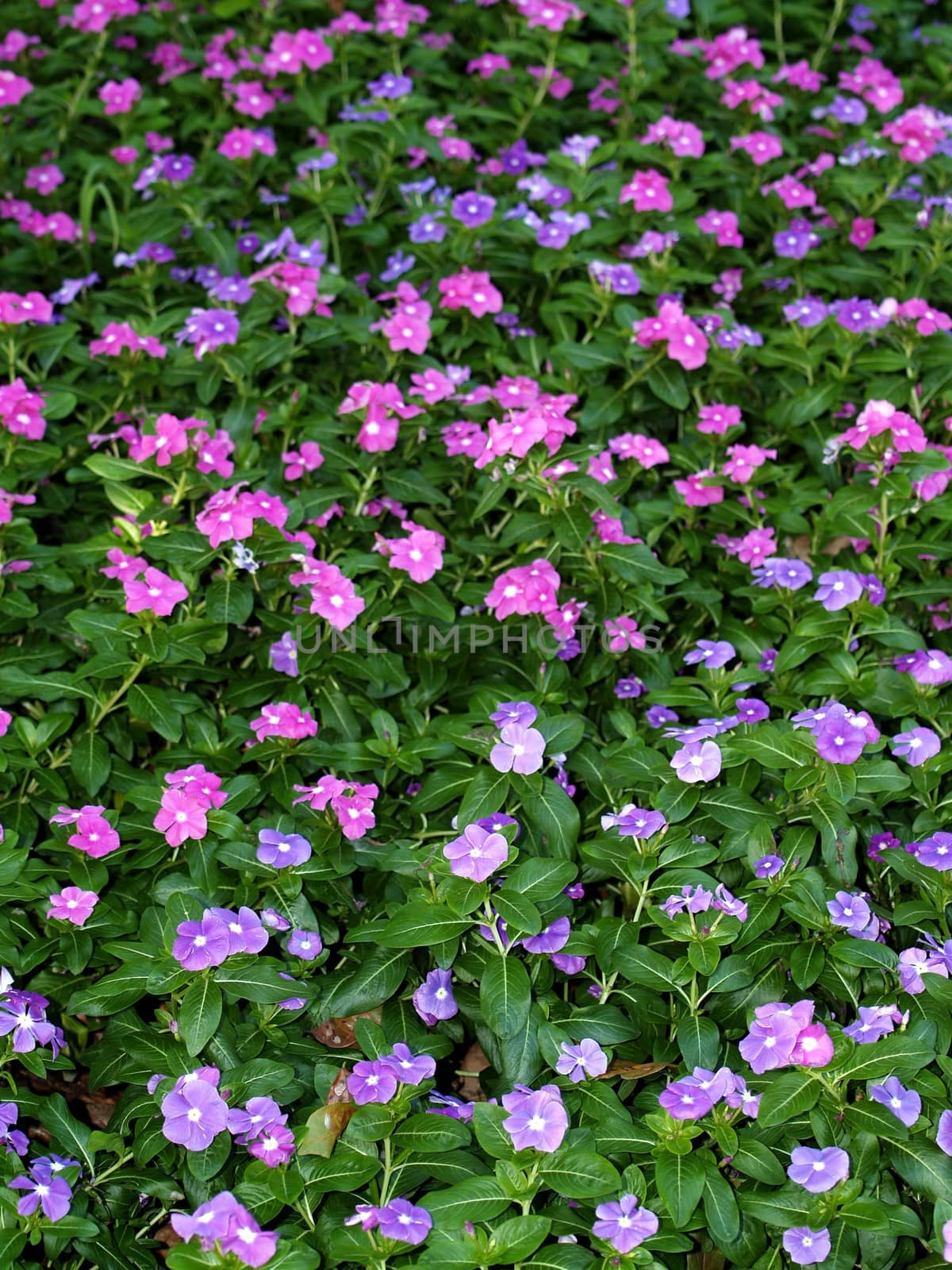 the Selection of Various Colorful  Flower in nature