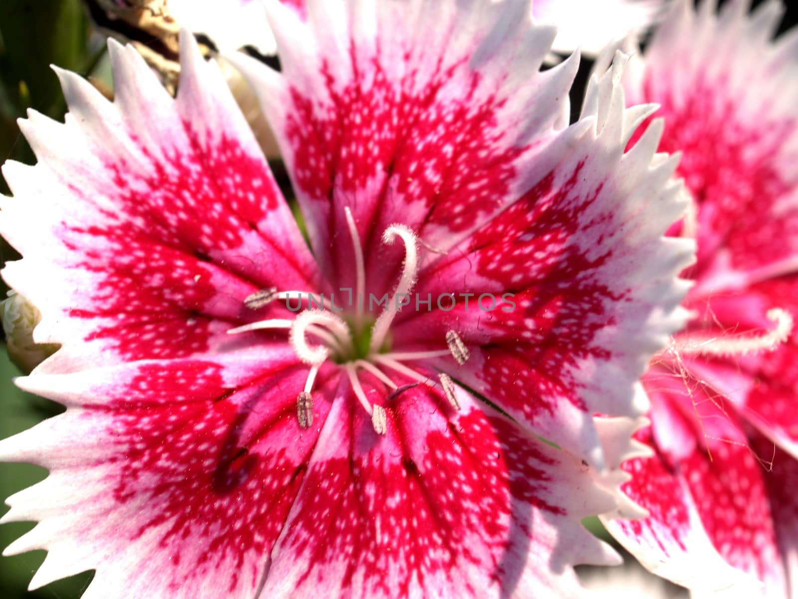 the Selection of Various Colorful  Flower in nature