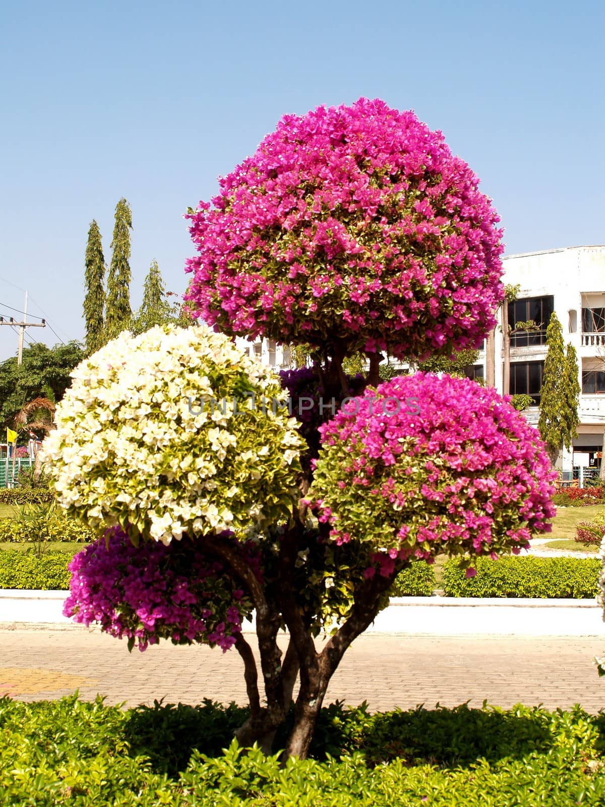 the Selection of Various Colorful  Flower in nature by kiddaikiddee