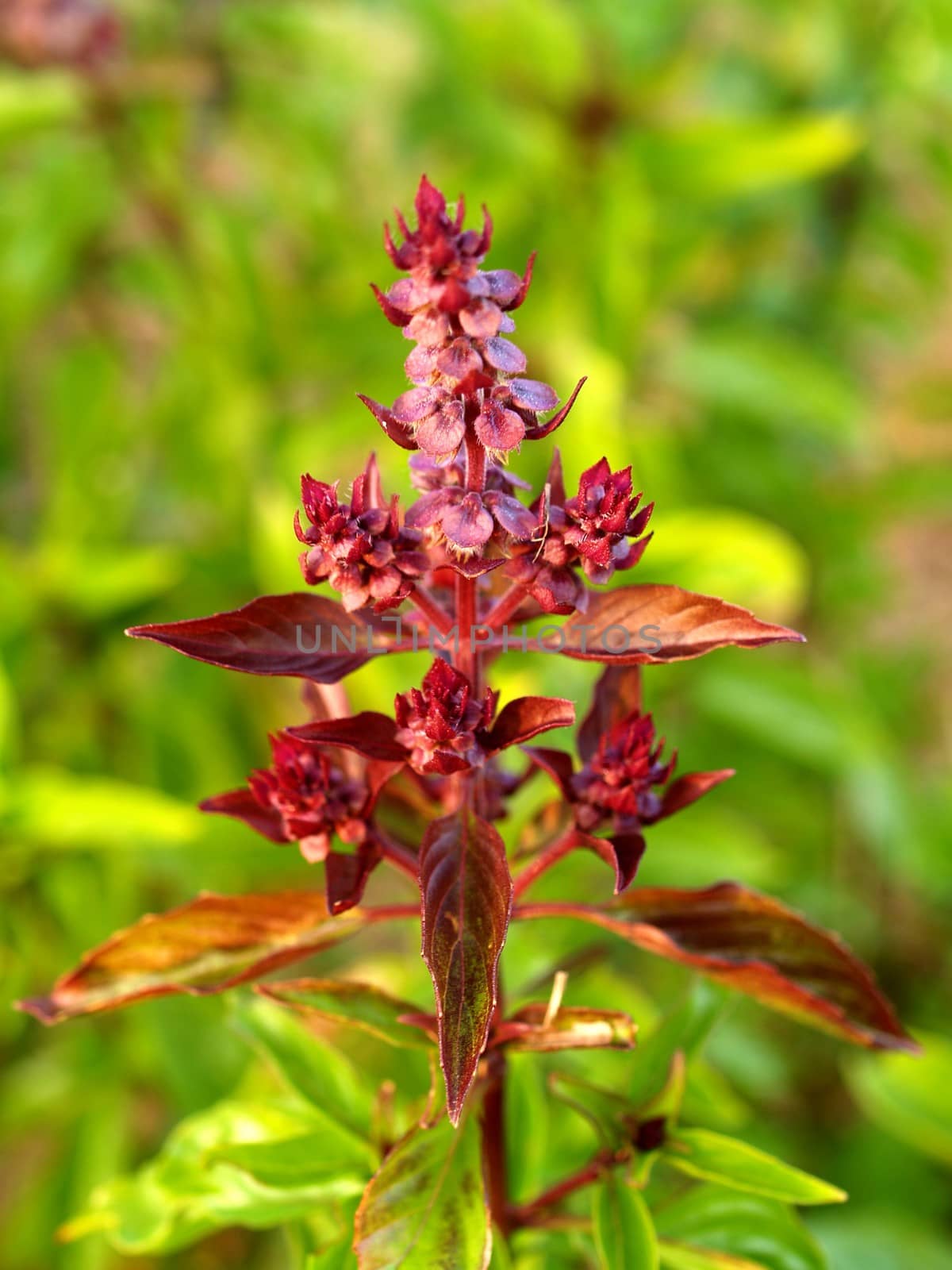 the Selection of Various Colorful  Flower in nature