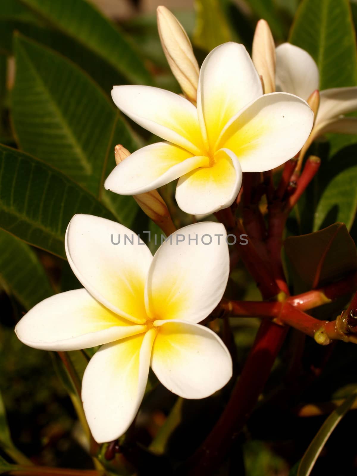 the Selection of Various Colorful  Flower in nature by kiddaikiddee