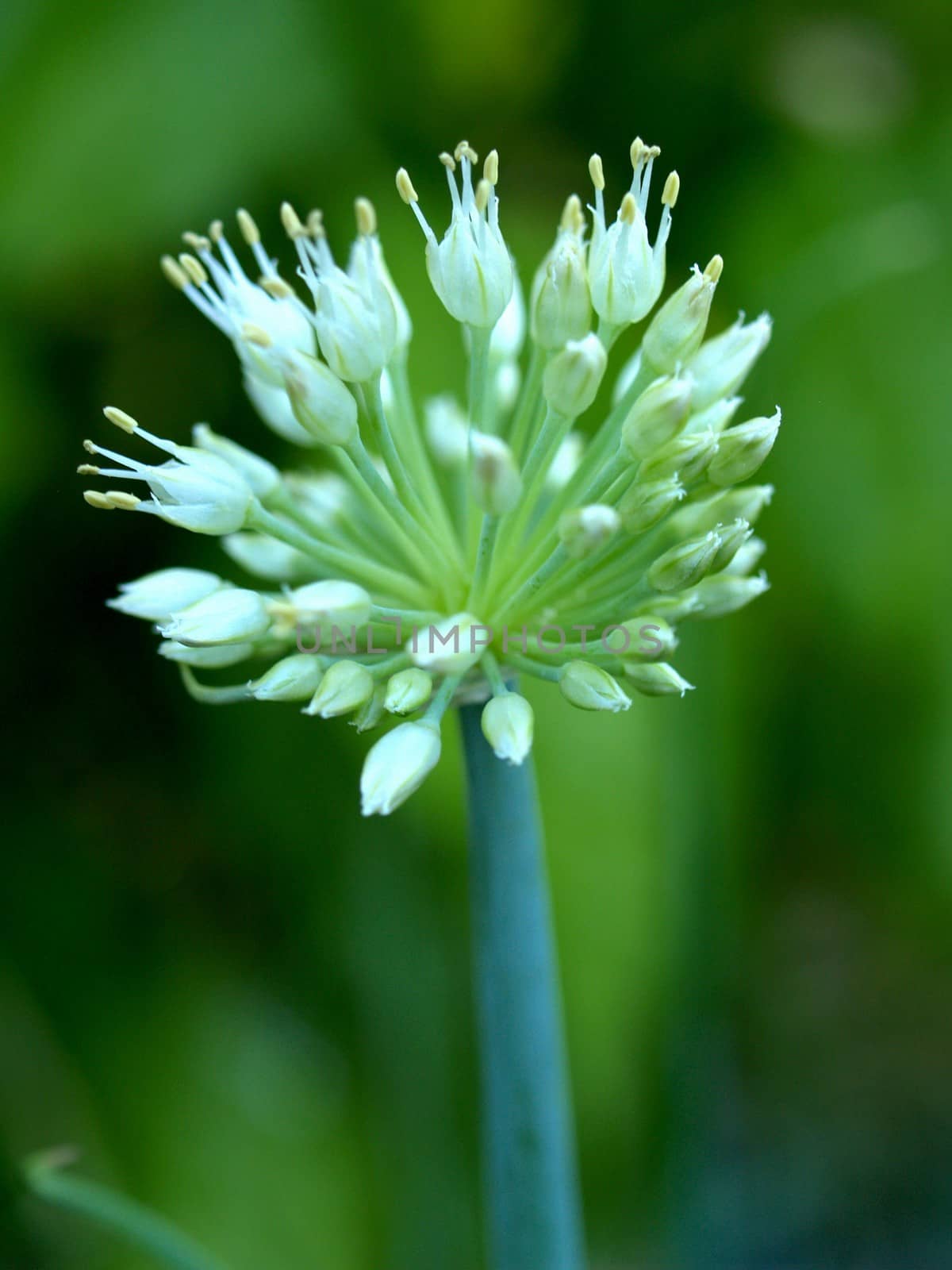 the Selection of Various Colorful  Flower in nature