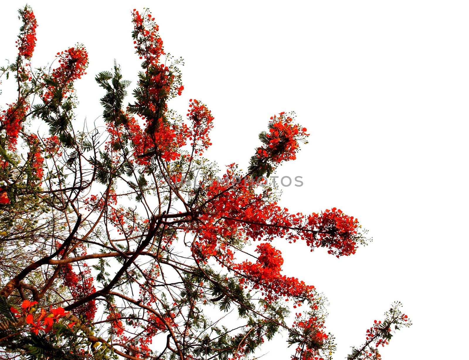 the Selection of Various Colorful  Flower in nature