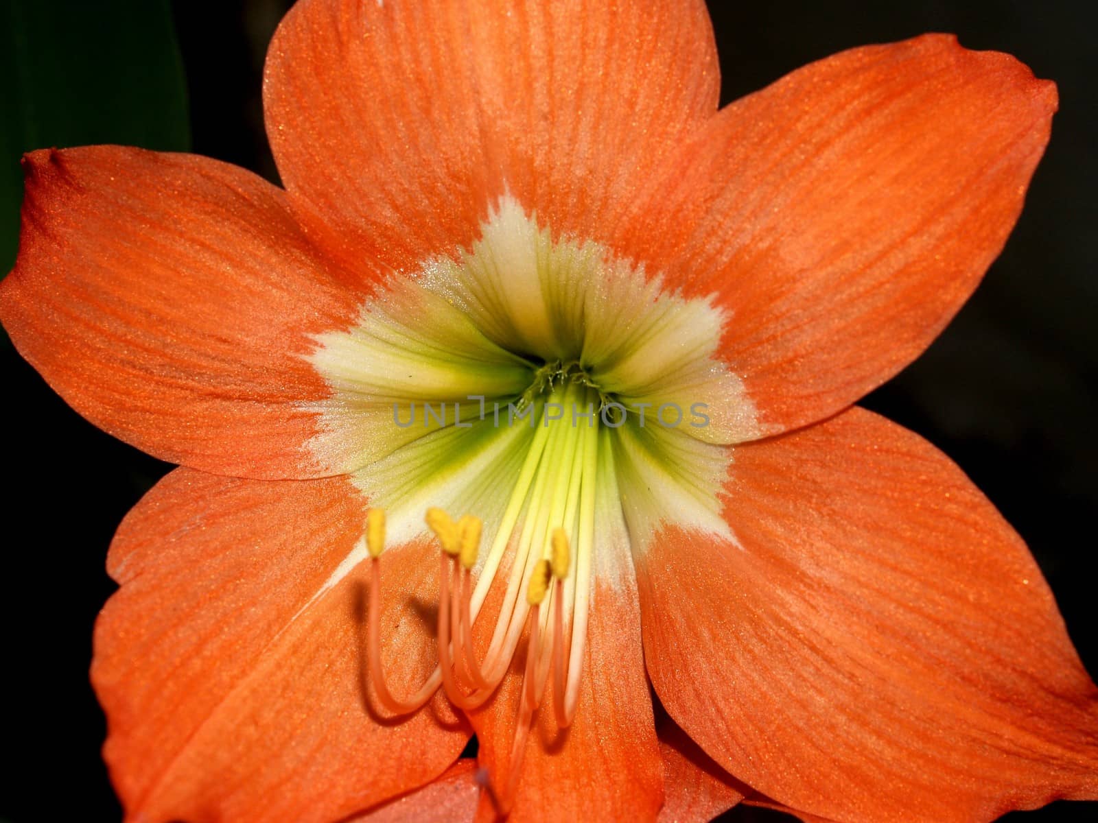 the Selection of Various Colorful  Flower in nature